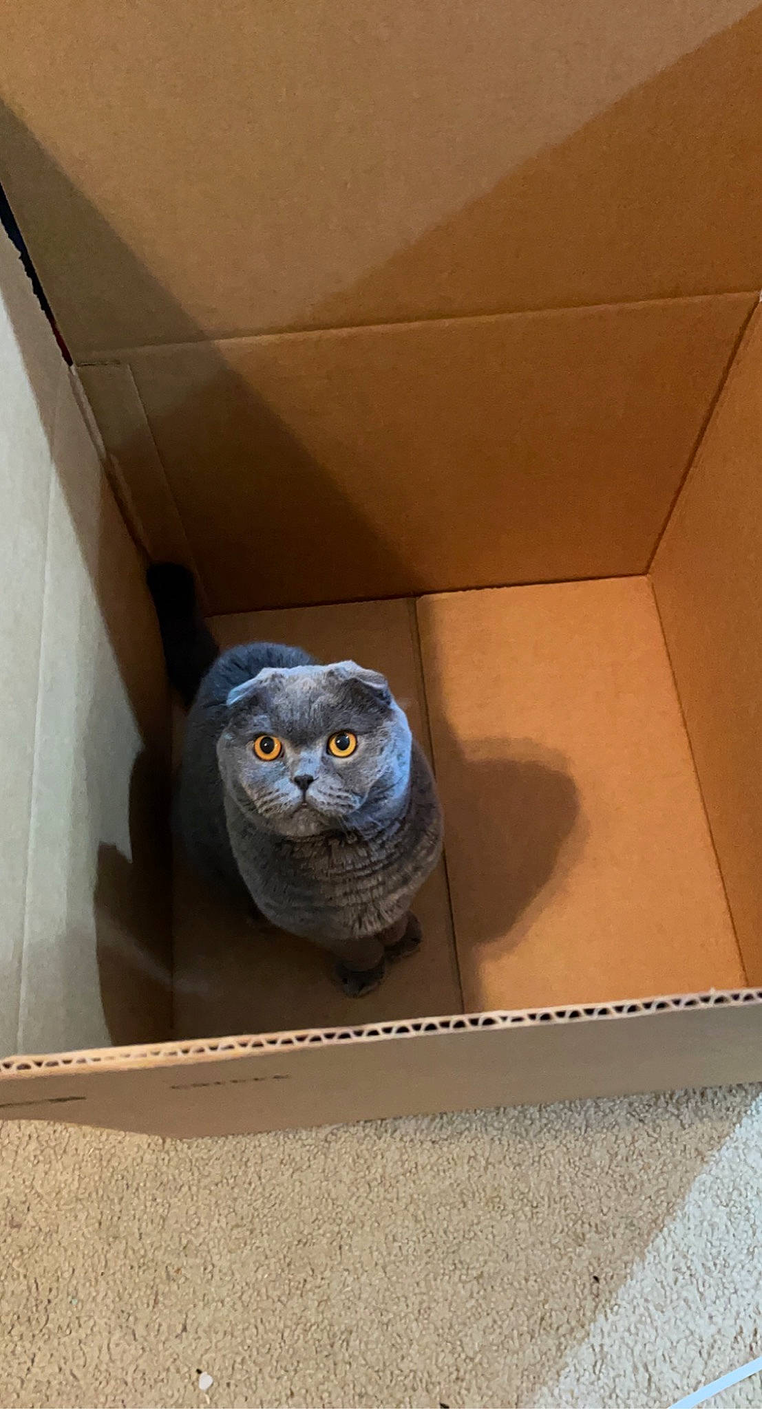 Dwight is registered to the contest to win money with this photo: art, bird, bird_of_prey, box, carton, ceiling, chair, door, electric_blue, felidae, flooring, grey, owl, rectangle, room, sculpture, shelf, shipping_box, small_to_medium_sized_cats, wood