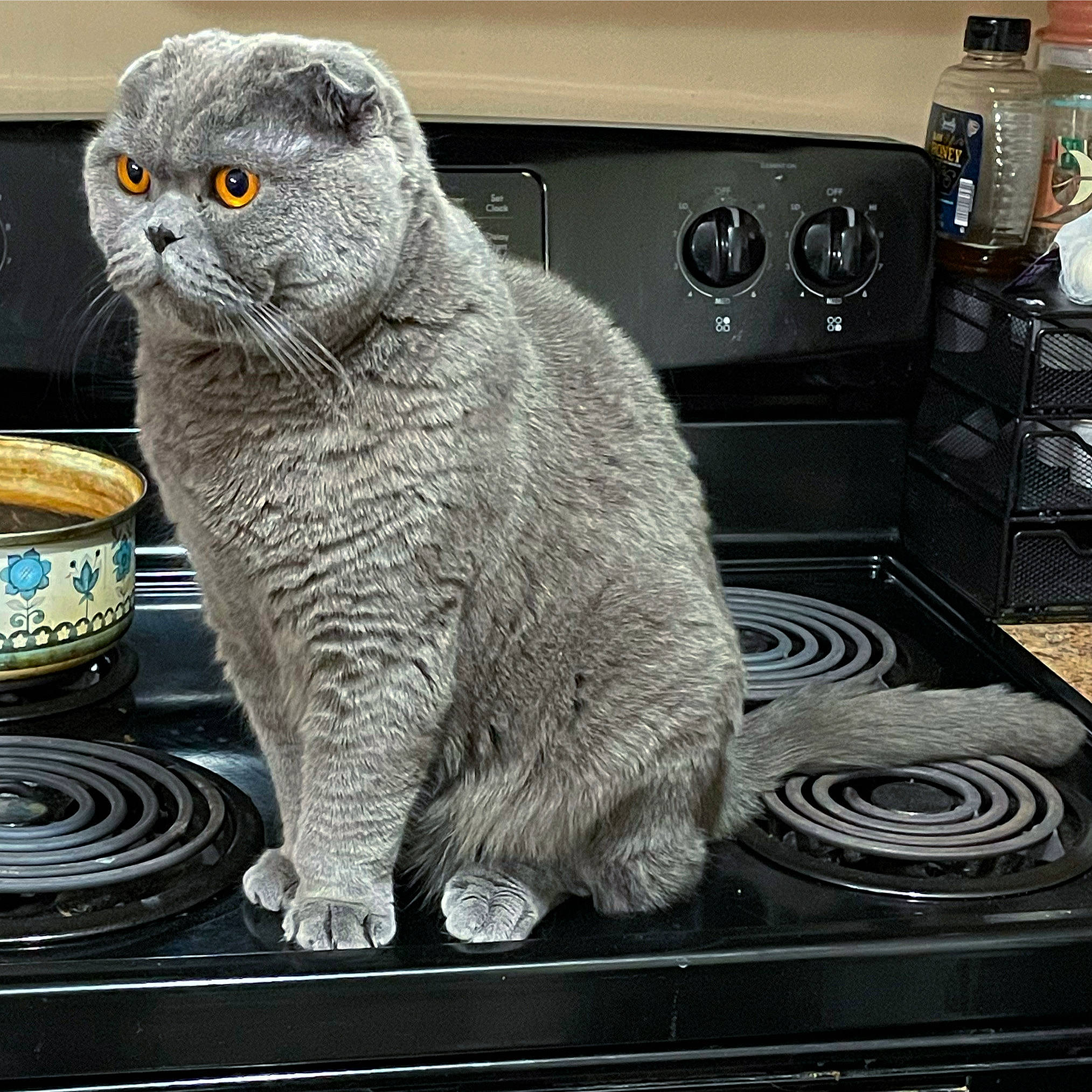 Dwight is registered to the contest to win money with this photo: carnivore, cat, domestic_short_haired_cat, felidae, gas, grey, grille, home_appliance, kitchen_appliance, major_appliance, rectangle, serveware, sitting, small_to_medium_sized_cats, snout, table, tail, terrestrial_animal, whiskers, window