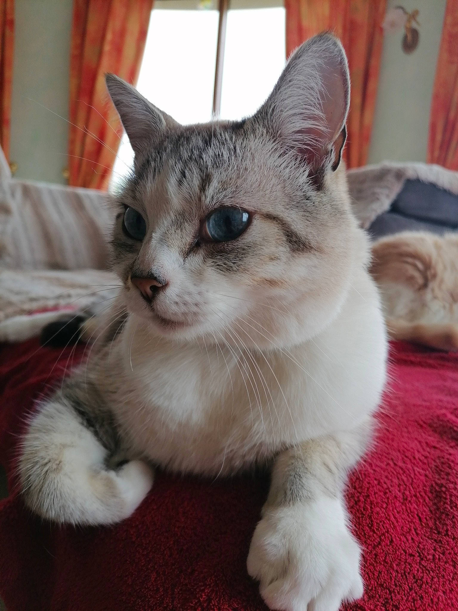 Caramel a rejoint le concours — aidez-le/la à gagner de superbes lots ! aegean_cat, american_wirehair, asian, australian_mist, burmilla, carnivore, cat, domestic_short_haired_cat, european_shorthair, felidae, kitten, mammal, ojos_azules, polydactyl_cat, singapura, small_to_medium_sized_cats, vertebrate, whiskers