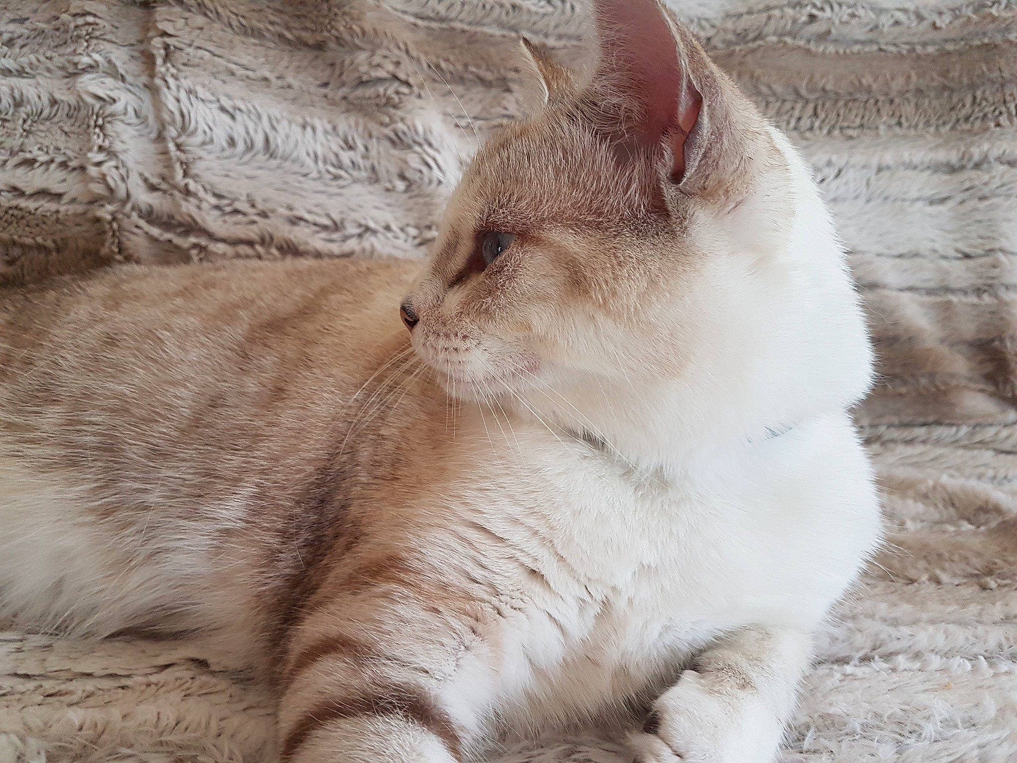 Caramel participe au concours pour gagner de l'argent avec cette photo : aegean_cat, asian, british_shorthair, burmilla, carnivore, cat, domestic_short_haired_cat, ear, eye, fawn, felidae, fur, mammal, singapura, small_to_medium_sized_cats, snout, thai, whiskers