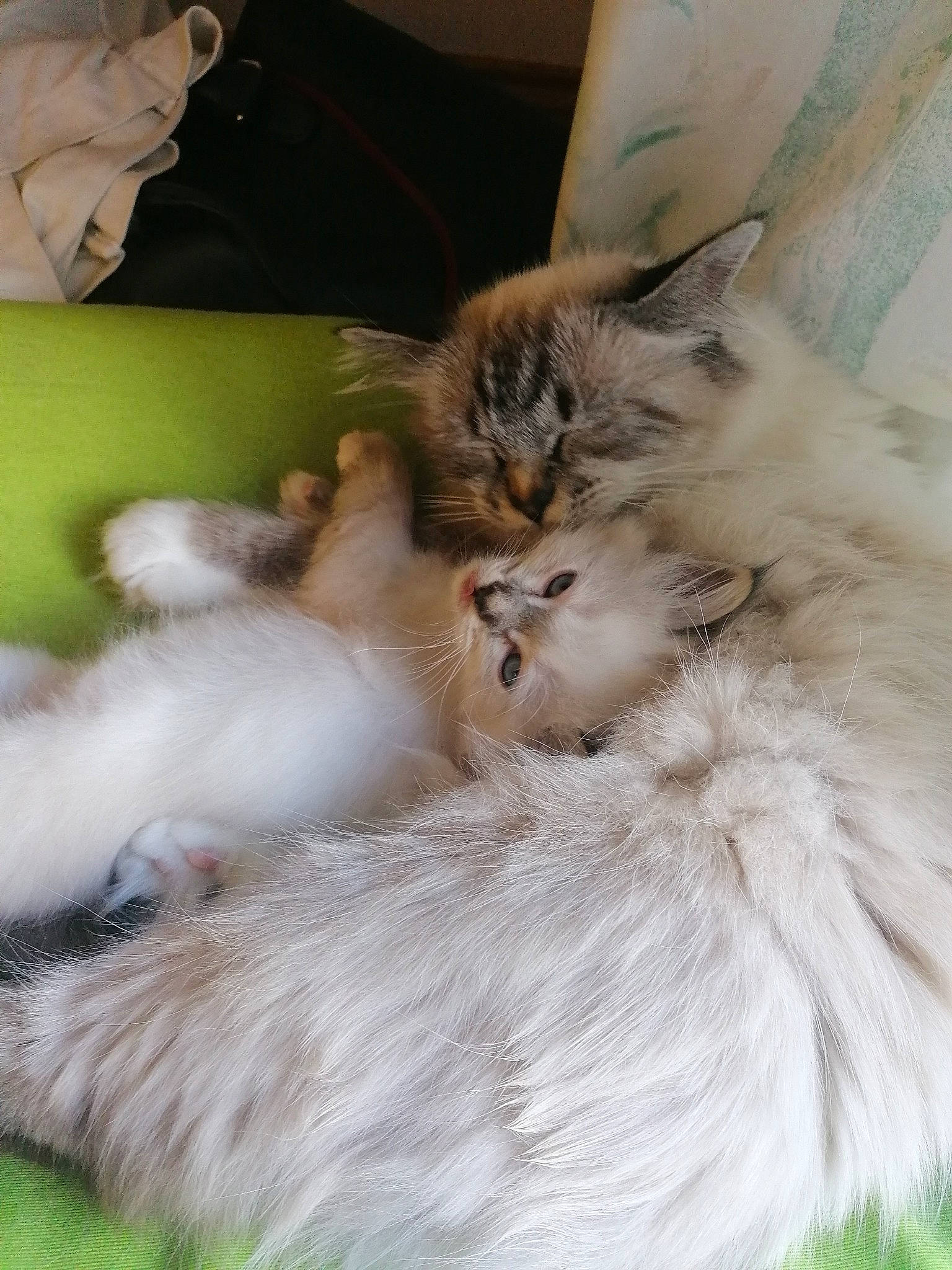 Fendi a rejoint le concours — aidez-le/la à gagner de superbes lots ! asian_semi_longhair, birman, british_longhair, british_semi_longhair, carnivore, cat, domestic_long_haired_cat, fawn, felidae, fur, kitten, mammal, norwegian_forest_cat, persian, ragamuffin, ragdoll, siberian, small_to_medium_sized_cats, vertebrate, whiskers