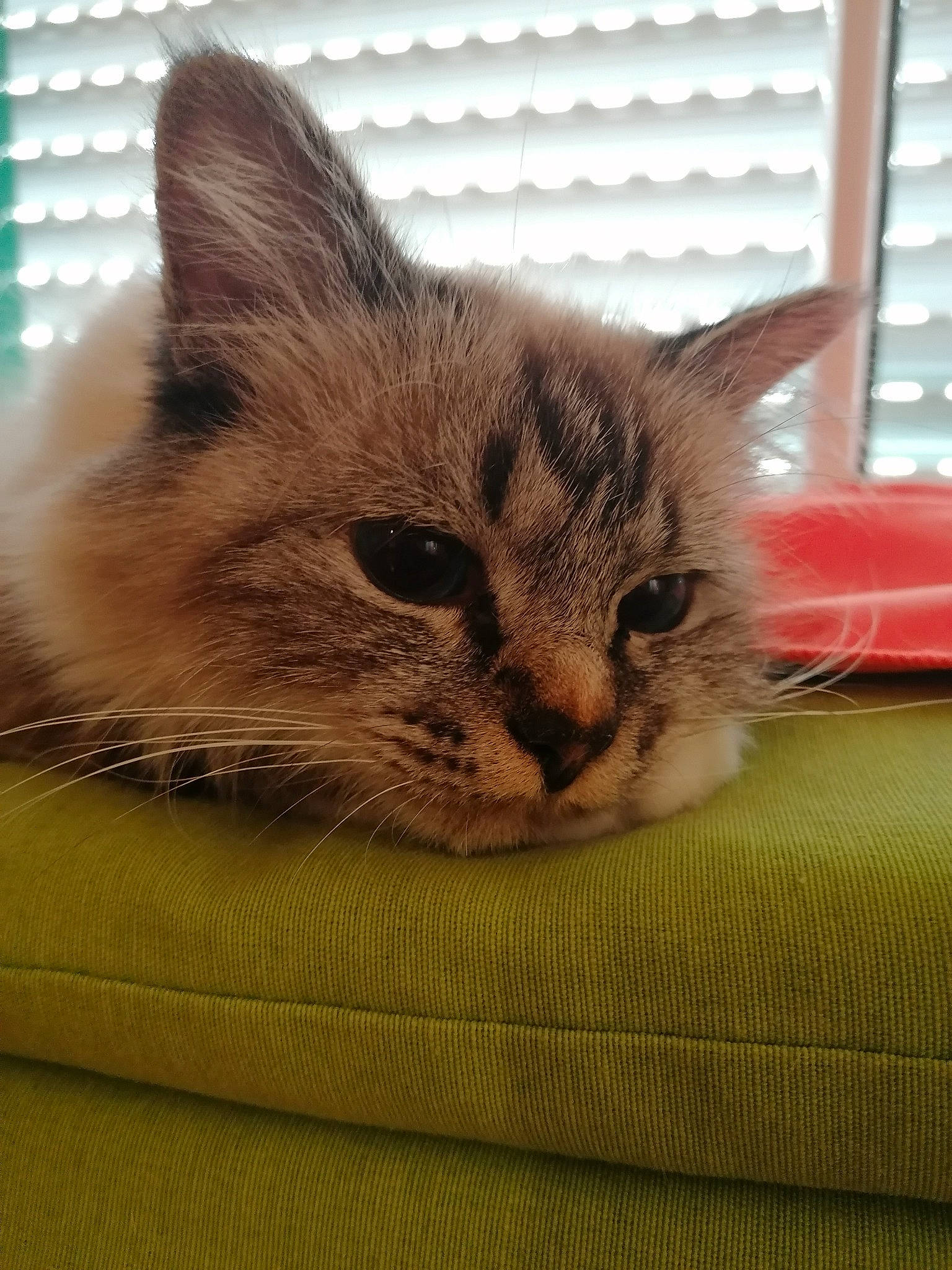 Fendi participe au concours pour gagner de l'argent avec cette photo : asian, british_semi_longhair, carnivore, cat, domestic_short_haired_cat, european_shorthair, fawn, felidae, kitten, mammal, ojos_azules, paw, small_to_medium_sized_cats, snout, tabby_cat, vertebrate, whiskers