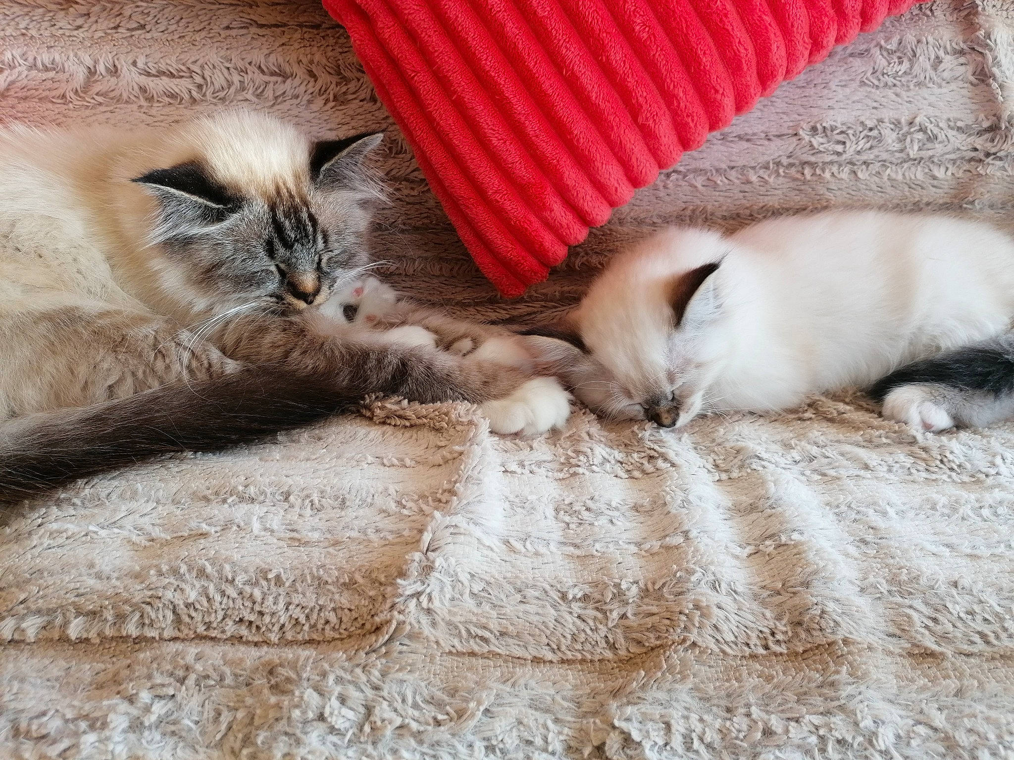 Fendi a rejoint le concours — aidez-le/la à gagner de superbes lots ! asian, balinese, birman, burmilla, carnivore, cat, colorpoint_shorthair, fawn, felidae, fur, kitten, nap, paw, ragdoll, siamese, singapura, small_to_medium_sized_cats, thai, tonkinese, whiskers