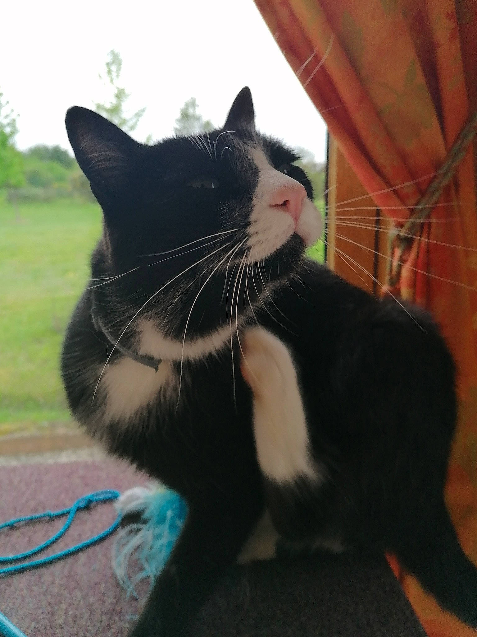 Peps participe au concours pour gagner de l'argent avec cette photo : black_cat, carnivore, cat, domestic_short_haired_cat, felidae, fur, mammal, polydactyl_cat, small_to_medium_sized_cats, snout, tail, whiskers