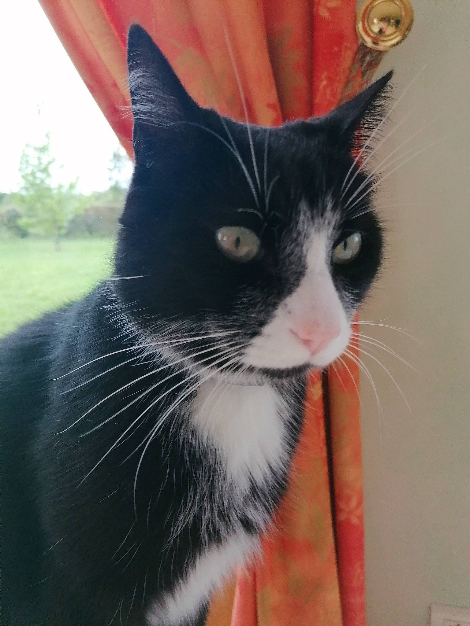 Peps participe au concours pour gagner de l'argent avec cette photo : black, black_and_white, black_cat, carnivore, cat, domestic_short_haired_cat, ear, felidae, formal_wear, fur, kitten, small_to_medium_sized_cats, snout, tail, tuxedo, whiskers