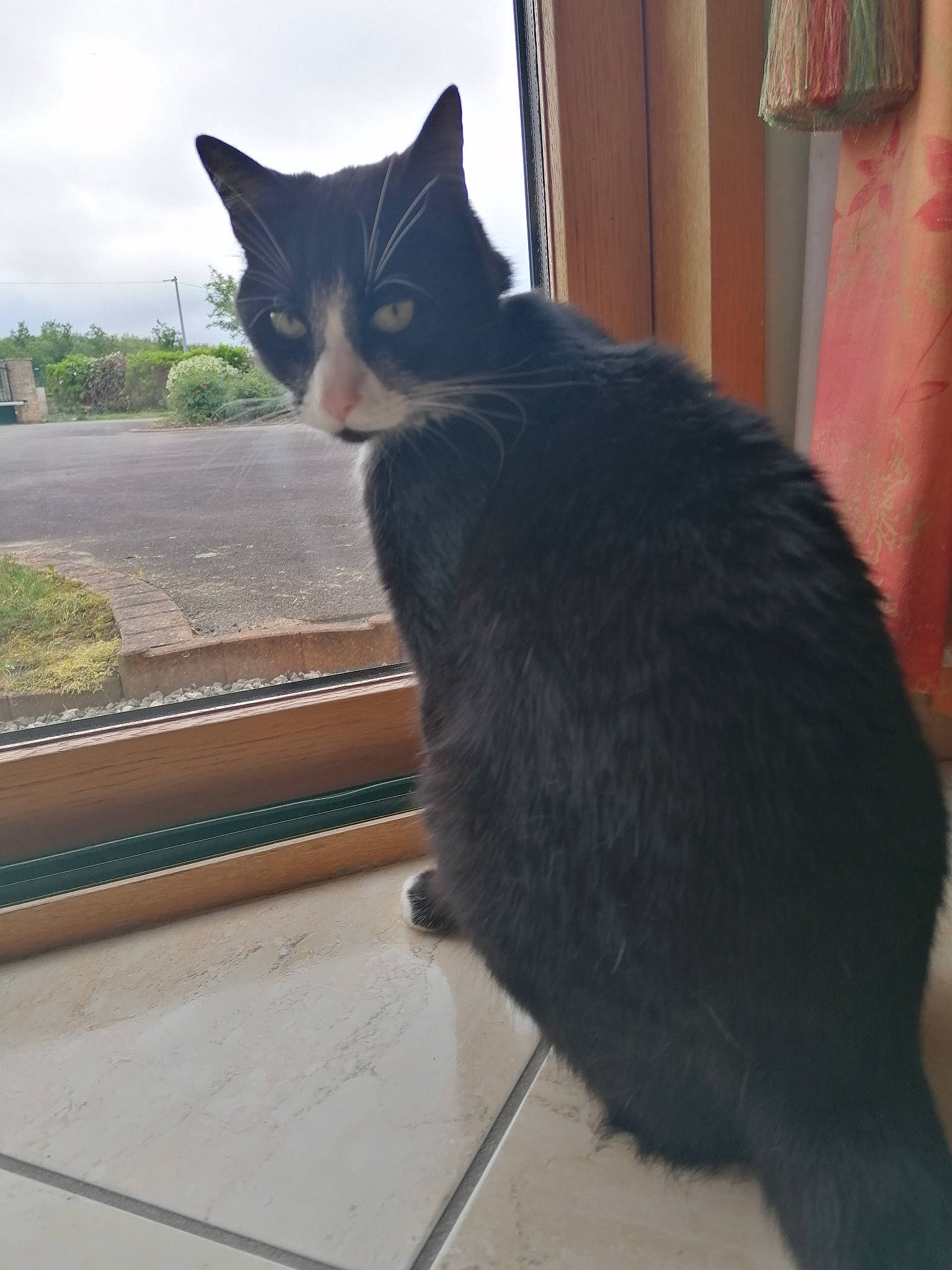 Peps a rejoint le concours — aidez-le/la à gagner de superbes lots ! asian, black_cat, carnivore, cat, domestic_short_haired_cat, european_shorthair, felidae, fur, german_rex, polydactyl_cat, small_to_medium_sized_cats, tail, whiskers, window