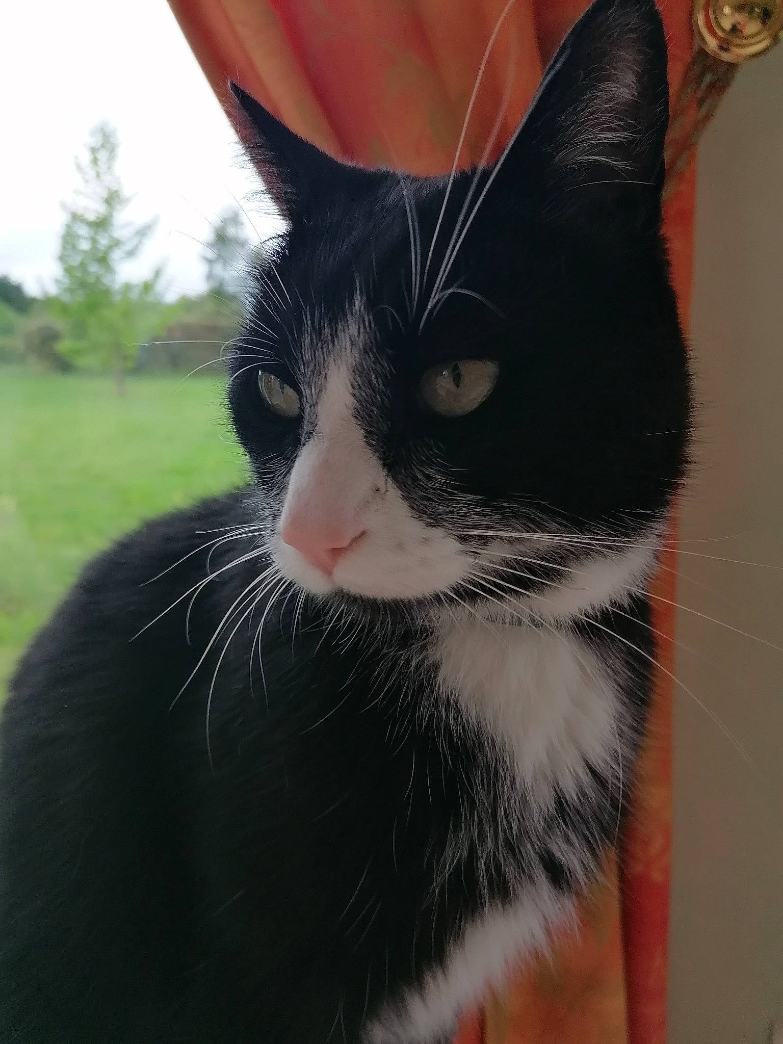 Peps participe au concours pour gagner de l'argent avec cette photo : american_wirehair, black, black_and_white, black_cat, carnivore, cat, close_up, domestic_short_haired_cat, ear, eye, felidae, formal_wear, fur, kitten, small_to_medium_sized_cats, snout, whiskers