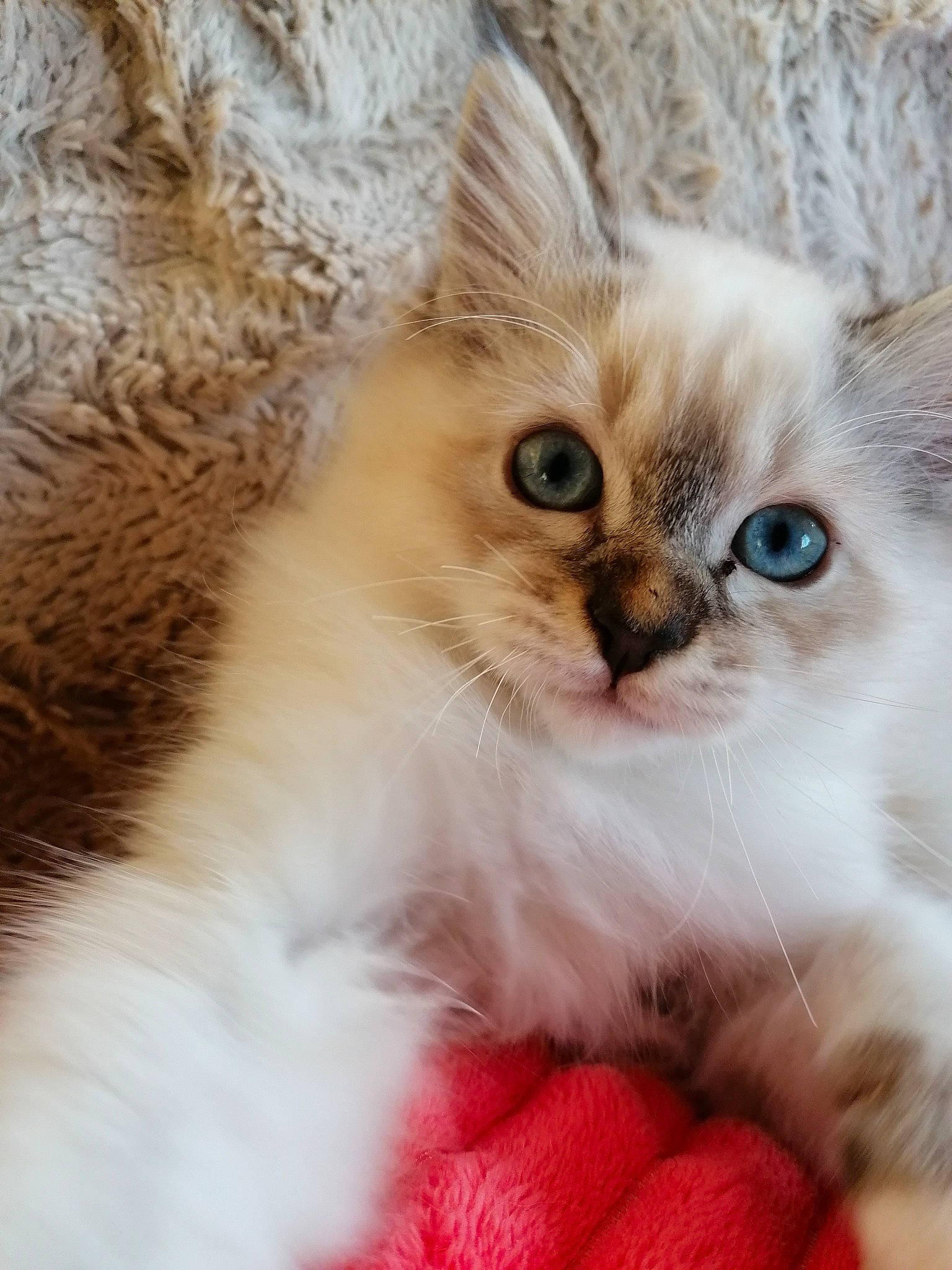 Rocky participe au concours pour gagner de l'argent avec cette photo : asian, asian_semi_longhair, british_longhair, british_semi_longhair, carnivore, cat, domestic_long_haired_cat, eye, fawn, felidae, fur, kitten, mammal, munchkin, ragamuffin, ragdoll, siberian, small_to_medium_sized_cats, vertebrate, whiskers