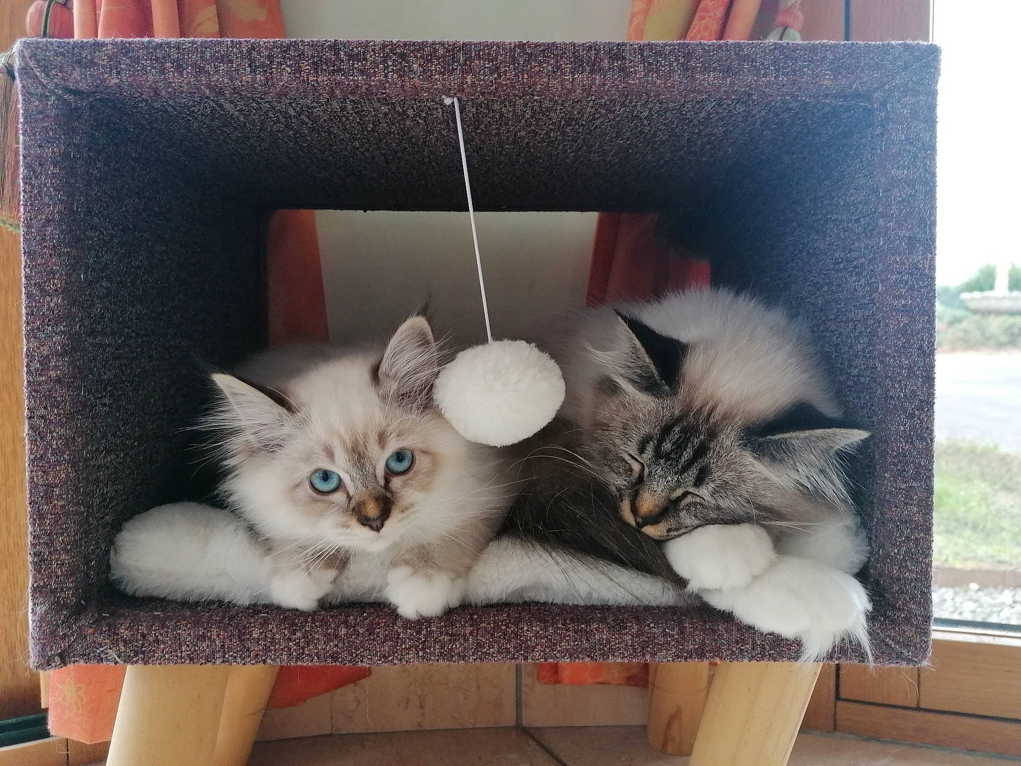 Rocky a rejoint le concours — aidez-le/la à gagner de superbes lots ! asian, birman, carnivore, cat, domestic_long_haired_cat, fawn, felidae, kitten, mammal, norwegian_forest_cat, polydactyl_cat, ragamuffin, ragdoll, small_to_medium_sized_cats, whiskers