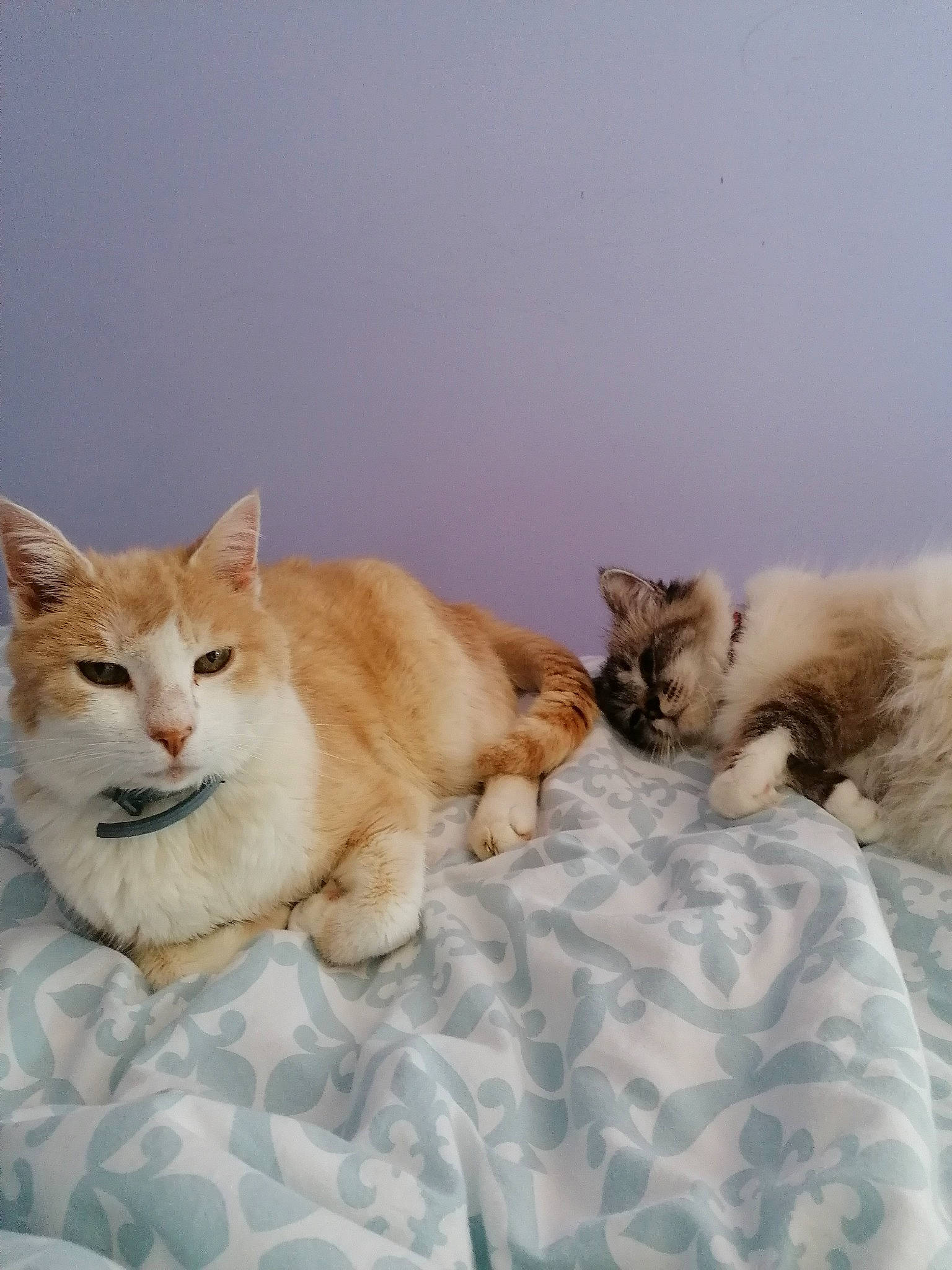 Nougat participe au concours pour gagner de l'argent avec cette photo : aegean_cat, british_semi_longhair, carnivore, cat, european_shorthair, fawn, felidae, fur, kitten, mammal, ragamuffin, ragdoll, small_to_medium_sized_cats, tail, vertebrate, whiskers