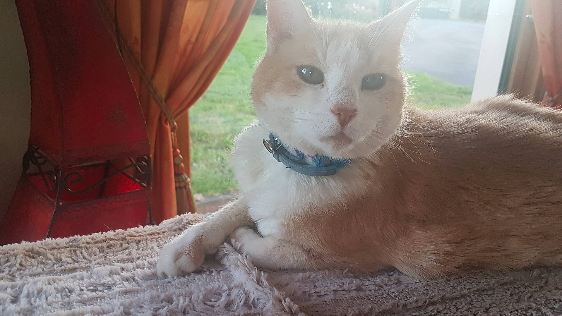 Nougat a rejoint le concours — aidez-le/la à gagner de superbes lots ! aegean_cat, asian, burmilla, carnivore, cat, colorpoint_shorthair, domestic_short_haired_cat, european_shorthair, eye, fawn, felidae, german_rex, khao_manee, mammal, ojos_azules, small_to_medium_sized_cats, snout, turkish_van, vertebrate, whiskers