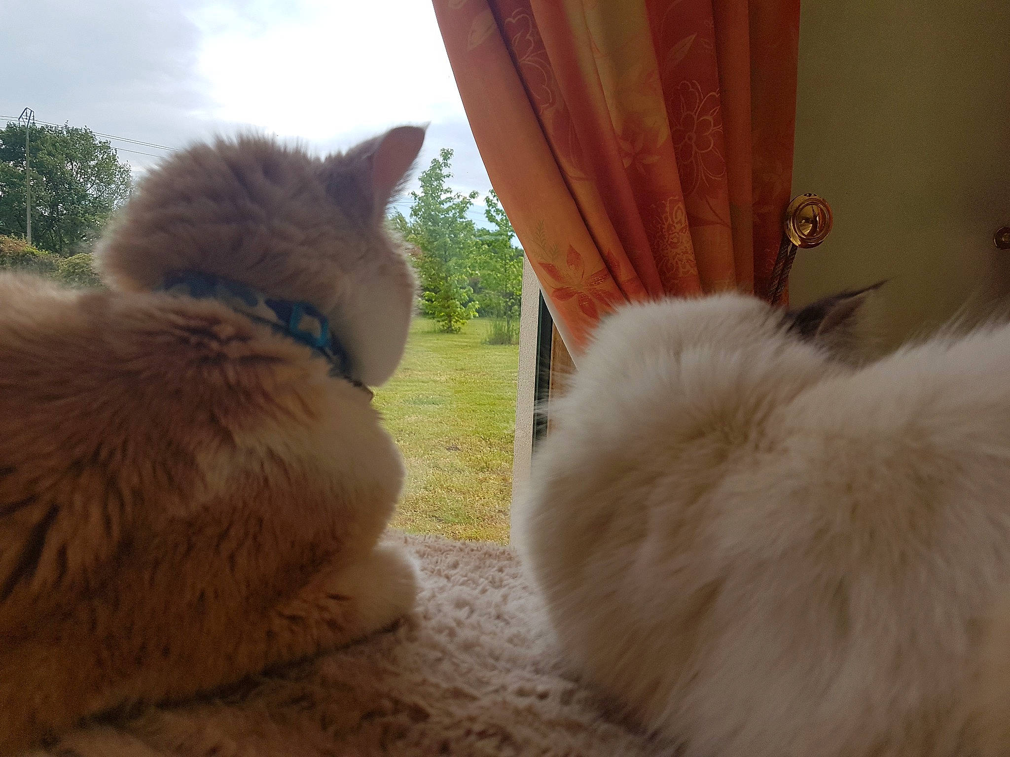 Nougat a rejoint le concours — aidez-le/la à gagner de superbes lots ! birman, canidae, carnivore, cat, domestic_long_haired_cat, fawn, felidae, fur, mammal, persian, ragamuffin, ragdoll, skin, small_to_medium_sized_cats, snout, tail, whiskers