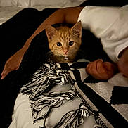 Klaus is registered to the contest to win money with this photo: animal, bed, black_and_white, blanket, cat, closeup, cozy, curious, cute, fringe, human_arm, indoor, kitten, nighttime, orange_cat, person, pet, resting, sleeping, soft_lighting