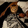 animal, bed, black_and_white, blanket, cat, closeup, cozy, curious, cute, fringe, human_arm, indoor, kitten, nighttime, orange_cat, person, pet, resting, sleeping, soft_lighting