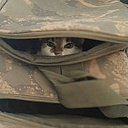 Lola a rejoint le concours — aidez-le/la à gagner de superbes lots ! cat, backpack, camouflage, zipper, animal, pet, curious, peeking, eyes, fabric, texture, closeup, indoor, hidden, cute, small, mammal, soft, pouch, resting