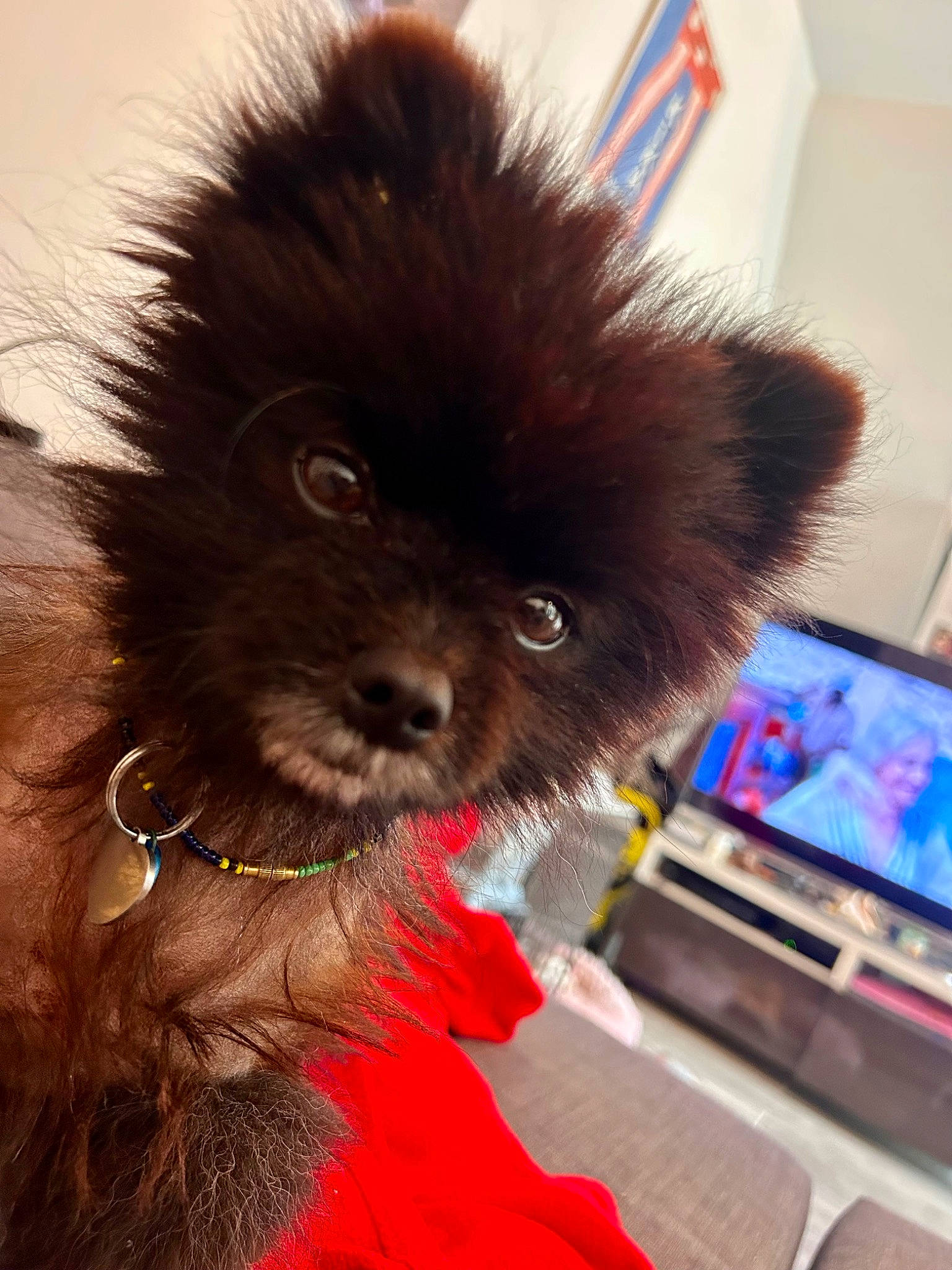 Rillette a rejoint le concours — aidez-le/la à gagner de superbes lots ! canidae, carnivore, collar, companion_dog, dog, dog_breed, dog_collar, dog_supply, fashion_accessory, fawn, fur, german_spitz, liver, paw, snout, sporting_group, tail, toy_dog, whiskers, working_animal