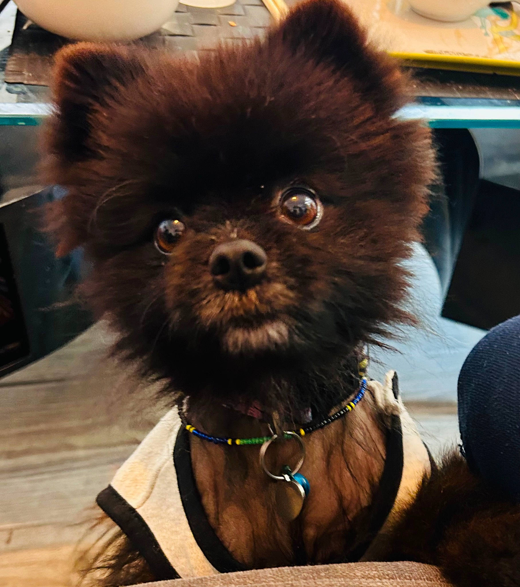 Rillette a rejoint le concours — aidez-le/la à gagner de superbes lots ! canidae, carnivore, collar, companion_dog, dog, dog_breed, dog_collar, dog_supply, fawn, fur, liver, pet_supply, snout, sporting_group, tableware, terrestrial_animal, tie, toy_dog, whiskers, working_animal