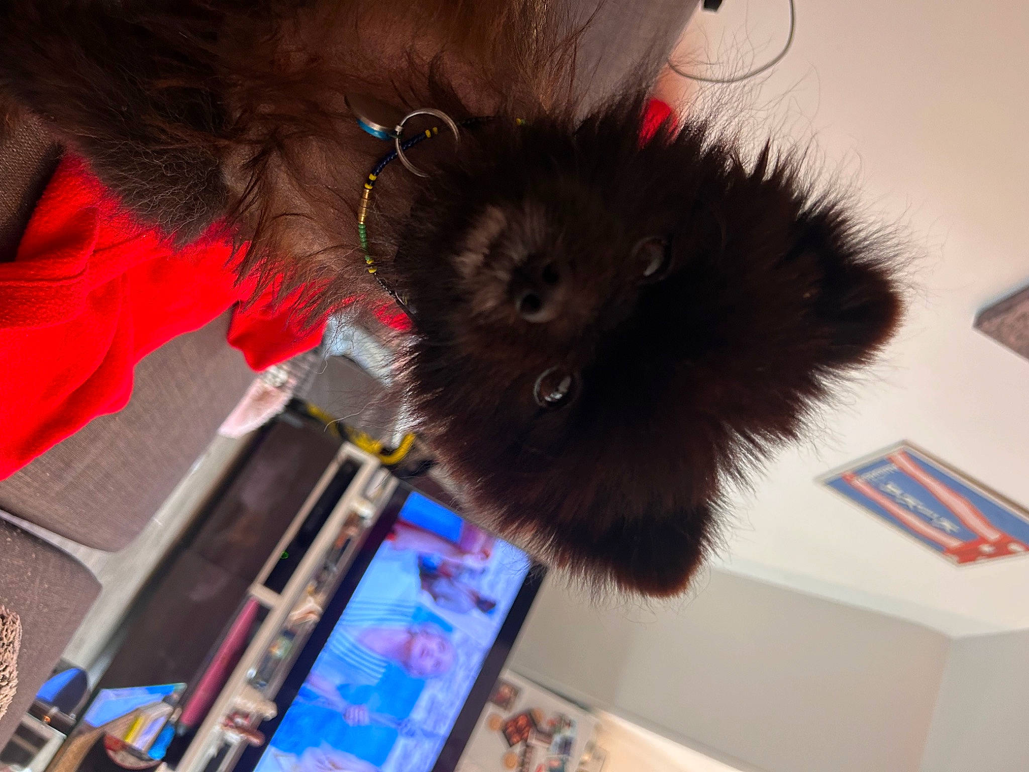 Rillette a rejoint le concours — aidez-le/la à gagner de superbes lots ! canidae, carnivore, cat, claw, collar, companion_dog, dog_breed, felidae, fur, hair, natural_material, paw, small_to_medium_sized_cats, snout, sporting_group, tail, toy, whiskers