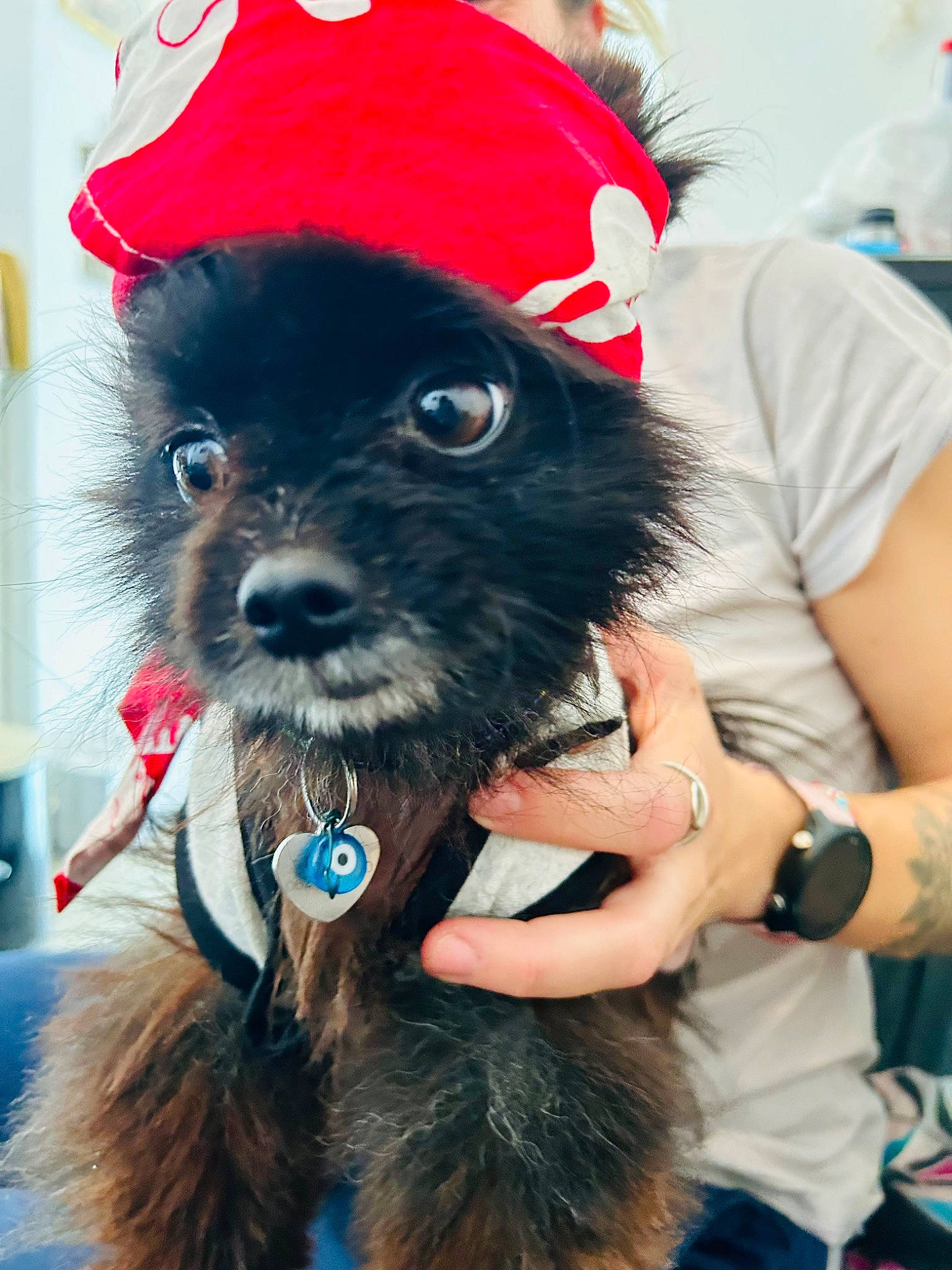 Rillette participe au concours pour gagner de l'argent avec cette photo : bow_tie, canidae, carnivore, collar, companion_dog, dog, dog_breed, dog_clothes, dog_collar, dog_supply, fashion_accessory, fur, hat, leash, snout, sporting_group, t_shirt, toy_dog, watch, working_animal