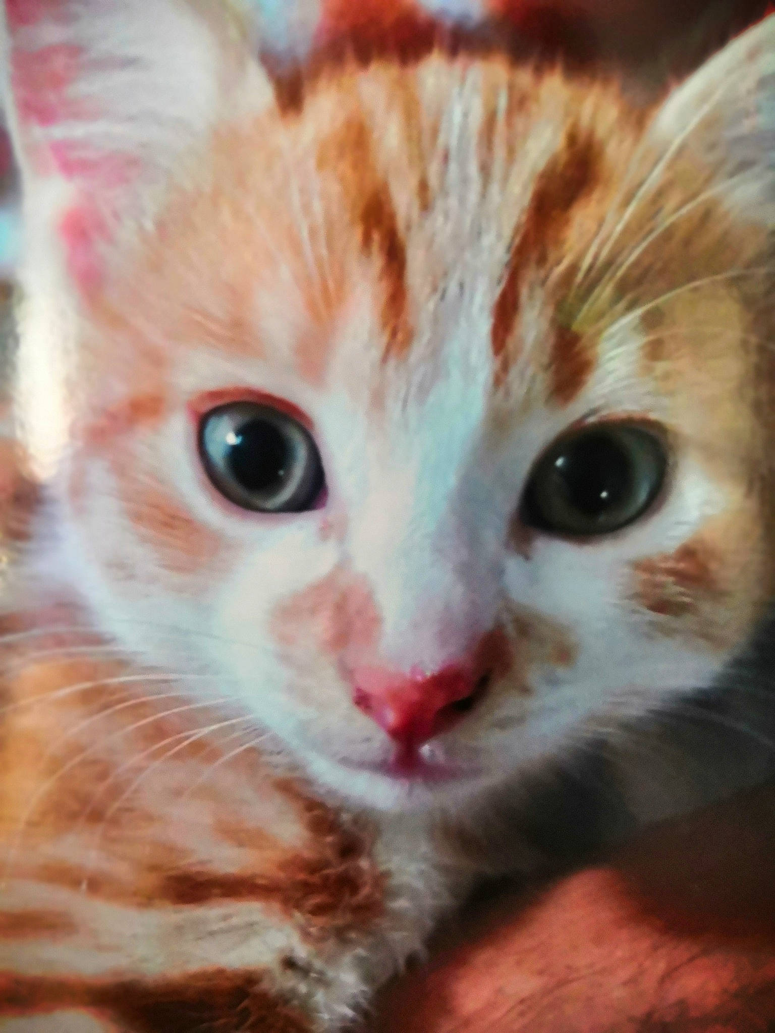 Héliote participe au concours pour gagner de l'argent avec cette photo : aegean_cat, american_wirehair, arabian_mau, asian, carnivore, cat, close_up, domestic_short_haired_cat, european_shorthair, eye, felidae, fur, german_rex, kitten, mammal, nose, small_to_medium_sized_cats, snout, tabby_cat, whiskers