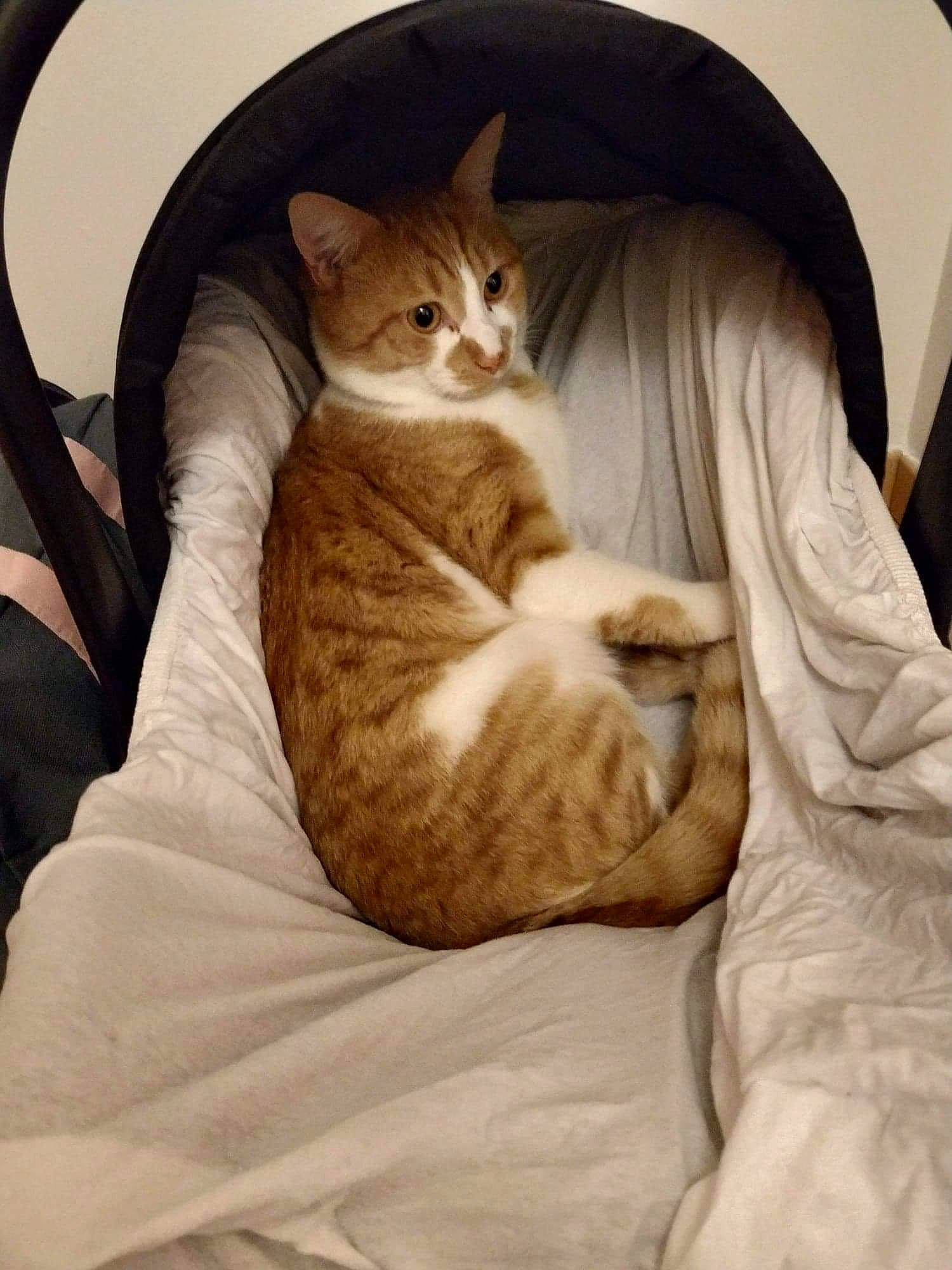 Héliote a rejoint le concours — aidez-le/la à gagner de superbes lots ! american_shorthair, asian, australian_mist, carnivore, cat, comfort, domestic_short_haired_cat, european_shorthair, fawn, felidae, fur, kitten, mammal, sitting, small_to_medium_sized_cats, tabby_cat, whiskers