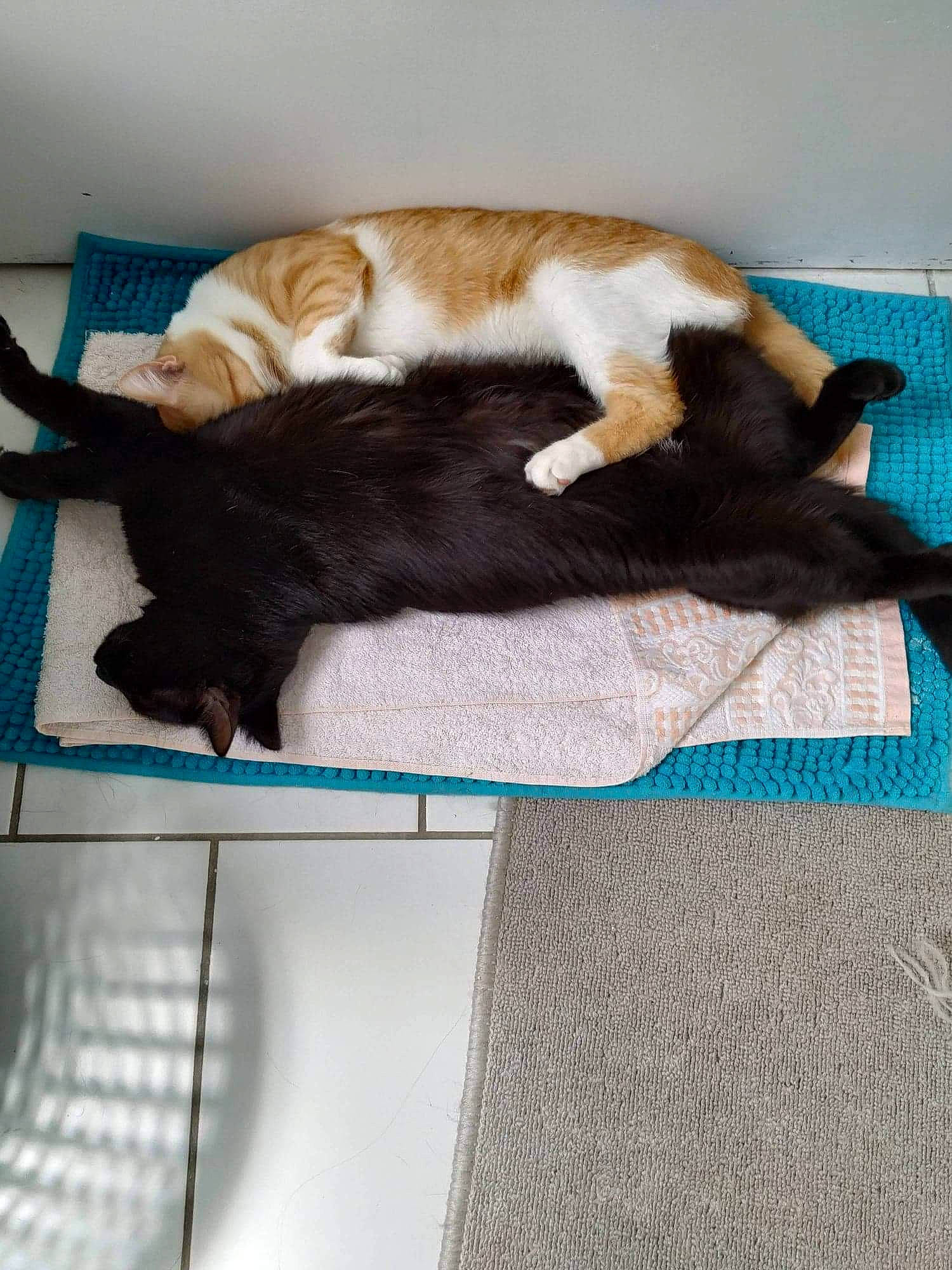 Héliote participe au concours pour gagner de l'argent avec cette photo : canidae, carnivore, cat, felidae, fur, kitten, nap, paw, small_to_medium_sized_cats, tail, whiskers