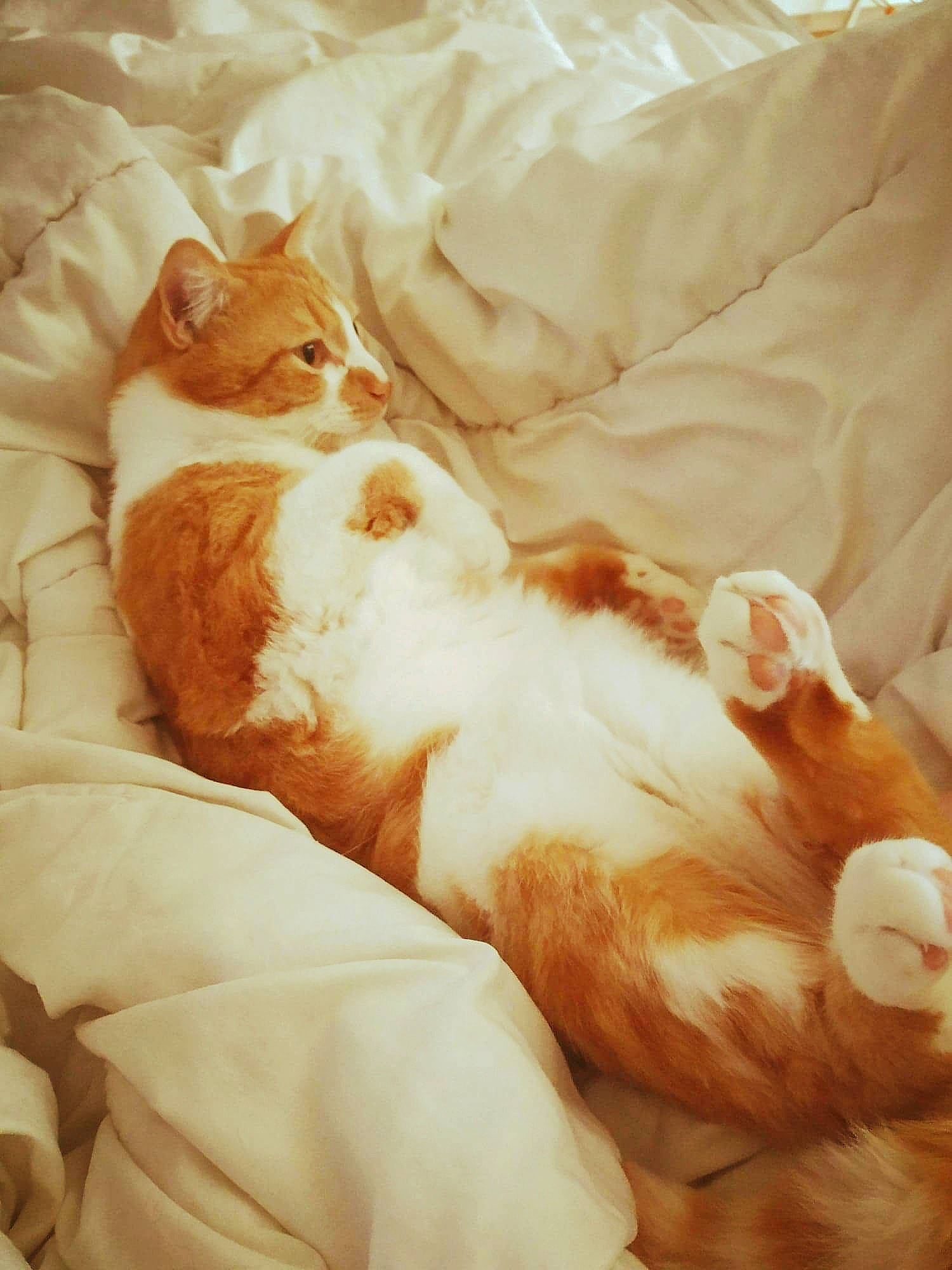 Héliote a rejoint le concours — aidez-le/la à gagner de superbes lots ! carnivore, cat, felidae, nap, sleep, small_to_medium_sized_cats, whiskers