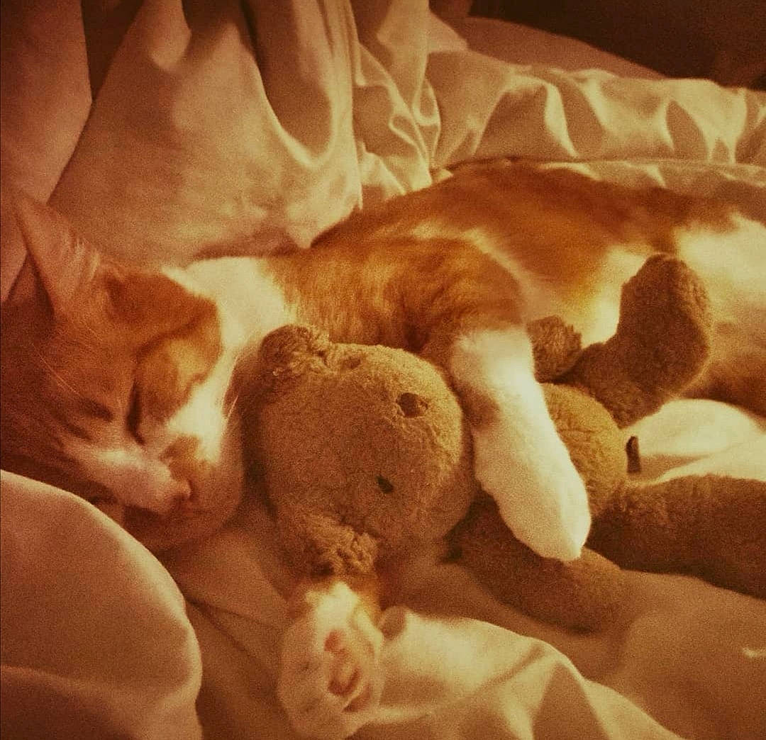 Héliote a rejoint le concours — aidez-le/la à gagner de superbes lots ! carnivore, cat, fawn, felidae, nap, paw, puppy_love, sleep, small_to_medium_sized_cats