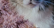 Chico participe au concours pour gagner de l'argent avec cette photo : abyssinian, angora, animal, blanket, cat, clothing, fur, kitten, manx, pet, siamese, wood