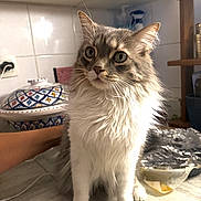 Chico participe au concours pour gagner de l'argent avec cette photo : cat, fluffy, gray, white, kitchen, counter, tiles, ceramic_dish, foil, hand, pet, feline, curious, alert, indoor, animal, whiskers, ears, fur, domestic