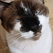 Jinx is registered to the contest to win money with this photo: cat, blue_eyes, whiskers, close_up, indoor, pet, feline, fur, animal, unique_pattern, looking_up, face, portrait, brown_and_white, floor, domestic_cat, cute, curious, sitting, ears