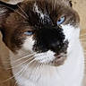 cat, blue_eyes, whiskers, close_up, indoor, pet, feline, fur, animal, unique_pattern, looking_up, face, portrait, brown_and_white, floor, domestic_cat, cute, curious, sitting, ears