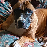 Caline participe au concours pour gagner de l'argent avec cette photo : dog, pet, canine, brown, black_face, white_paw, couch, indoor, resting, fur, animal, domestic, ears, paw, looking, portrait, closeup, comfort, relaxed, furniture