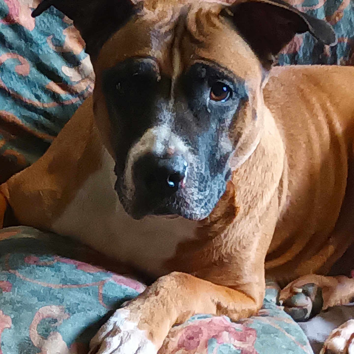 Caline participe au concours pour gagner de l'argent avec cette photo : animal, black_face, brown, canine, closeup, comfort, couch, dog, domestic, ears, fur, furniture, indoor, looking, paw, pet, portrait, relaxed, resting, white_paw