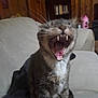 Dexter is registered to the contest to win money with this photo: cat, tabby, yawning, mouth_open, teeth, tongue, whiskers, indoor, couch, blanket, furniture, wood_paneling, bookshelf, pet, animal, feline, close_up, sitting, domestic, home