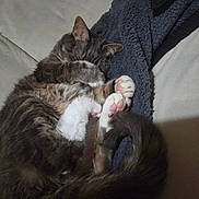 Dexter is registered to the contest to win money with this photo: cat, sleeping, paws, curled_up, blanket, couch, feline, cozy, fur, pink_paw_pads, whiskers, relaxed, domestic_cat, tabby, pet, indoor, resting, cute, animal, nap