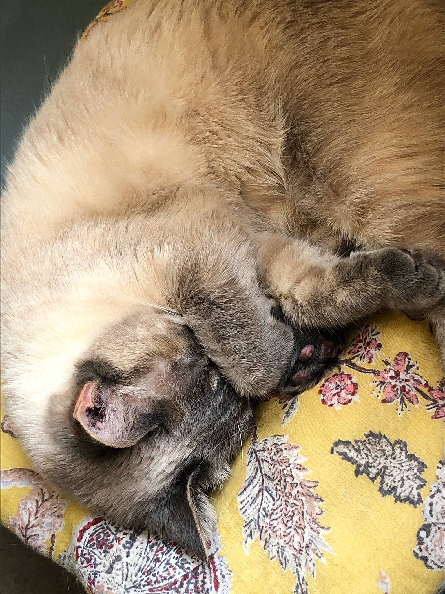 Céleste participe au concours pour gagner de l'argent avec cette photo : bored, canidae, carnivore, comfort, companion_dog, dog, dog_breed, fawn, fur, linens, liver, nap, paw, pug, snout, sporting_group, terrestrial_animal, whiskers, working_animal, wrinkle