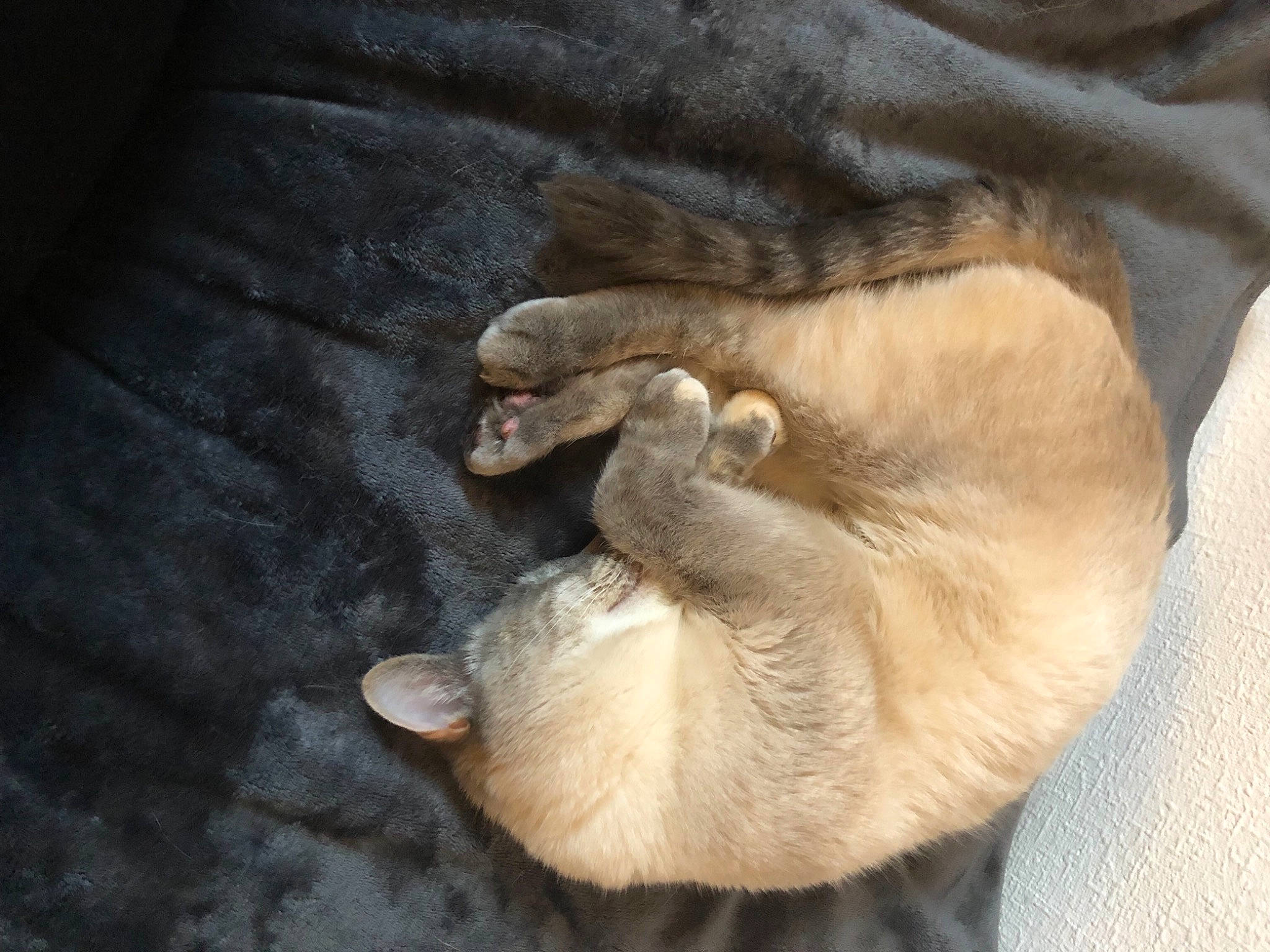 Céleste participe au concours pour gagner de l'argent avec cette photo : canidae, carnivore, cat, claw, comfort, companion_dog, dog_breed, fawn, felidae, fur, linens, nap, paw, siamese, sleep, small_to_medium_sized_cats, snout, sporting_group, tail, whiskers