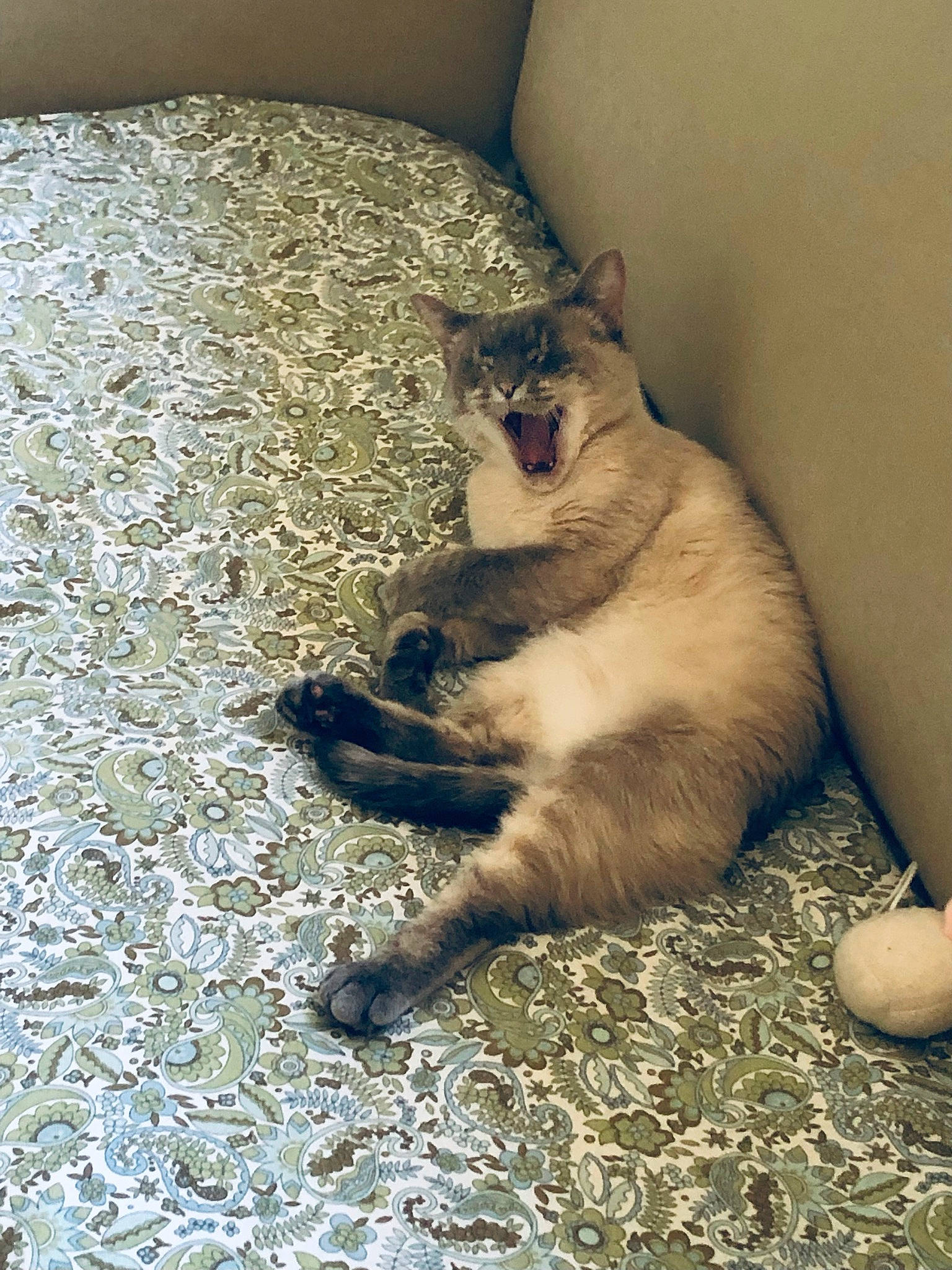 Céleste a rejoint le concours — aidez-le/la à gagner de superbes lots ! canidae, carnivore, cat, claw, comfort, domestic_short_haired_cat, fawn, felidae, fur, nap, paw, siamese, small_to_medium_sized_cats, tail, terrestrial_animal, thai, tonkinese, whiskers