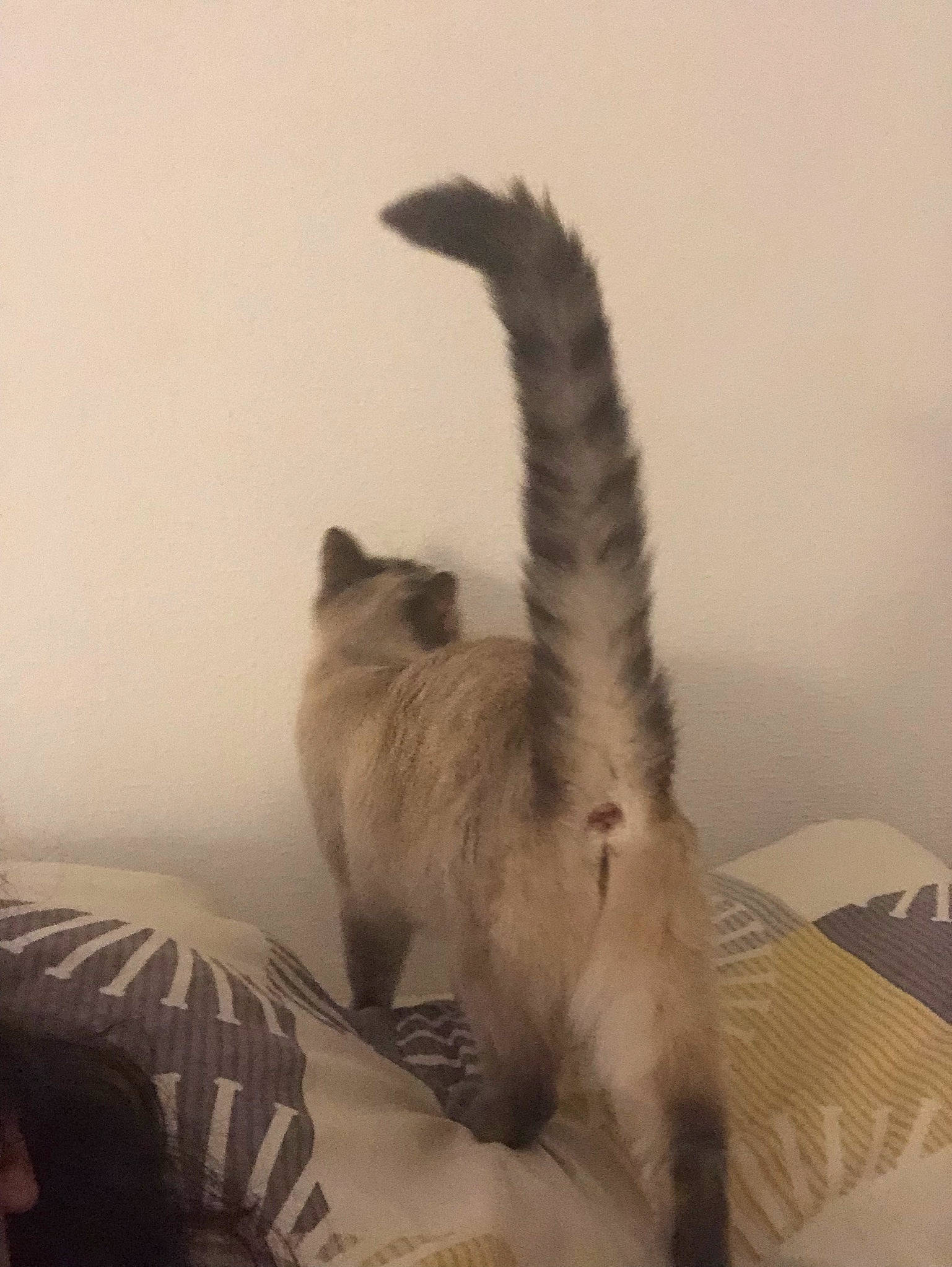 Céleste participe au concours pour gagner de l'argent avec cette photo : balinese, bed, birman, canidae, carnivore, cat, comfort, dog_breed, fawn, felidae, fur, musical_instrument, paw, siamese, small_to_medium_sized_cats, tail, thai, tonkinese, vertebrate, whiskers