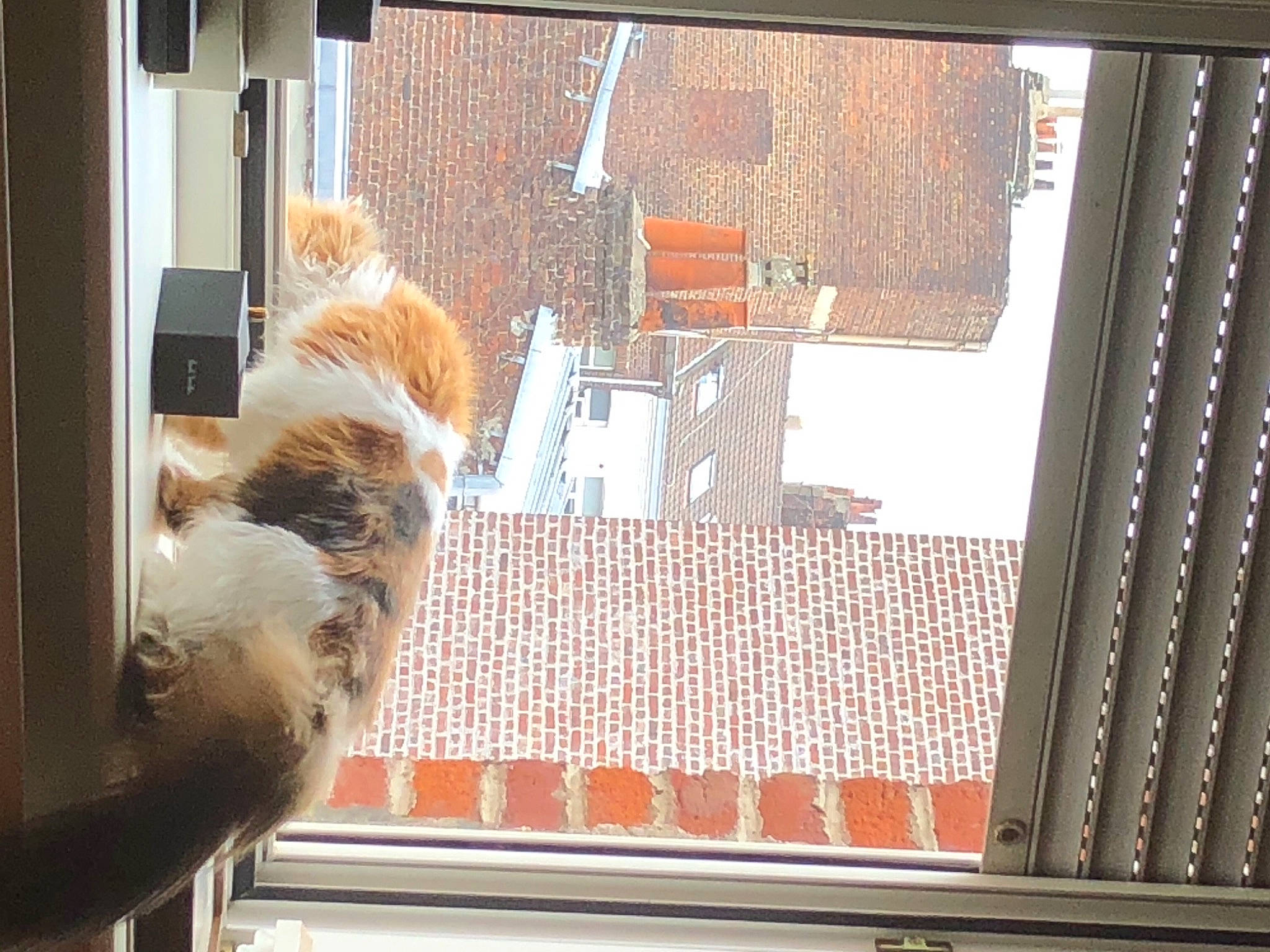 Betty participe au concours pour gagner de l'argent avec cette photo : brick, brickwork, building, carnivore, cat, companion_dog, facade, fawn, felidae, fur, glass, metal, room, sash_window, shade, small_to_medium_sized_cats, tail, window, window_covering, wood