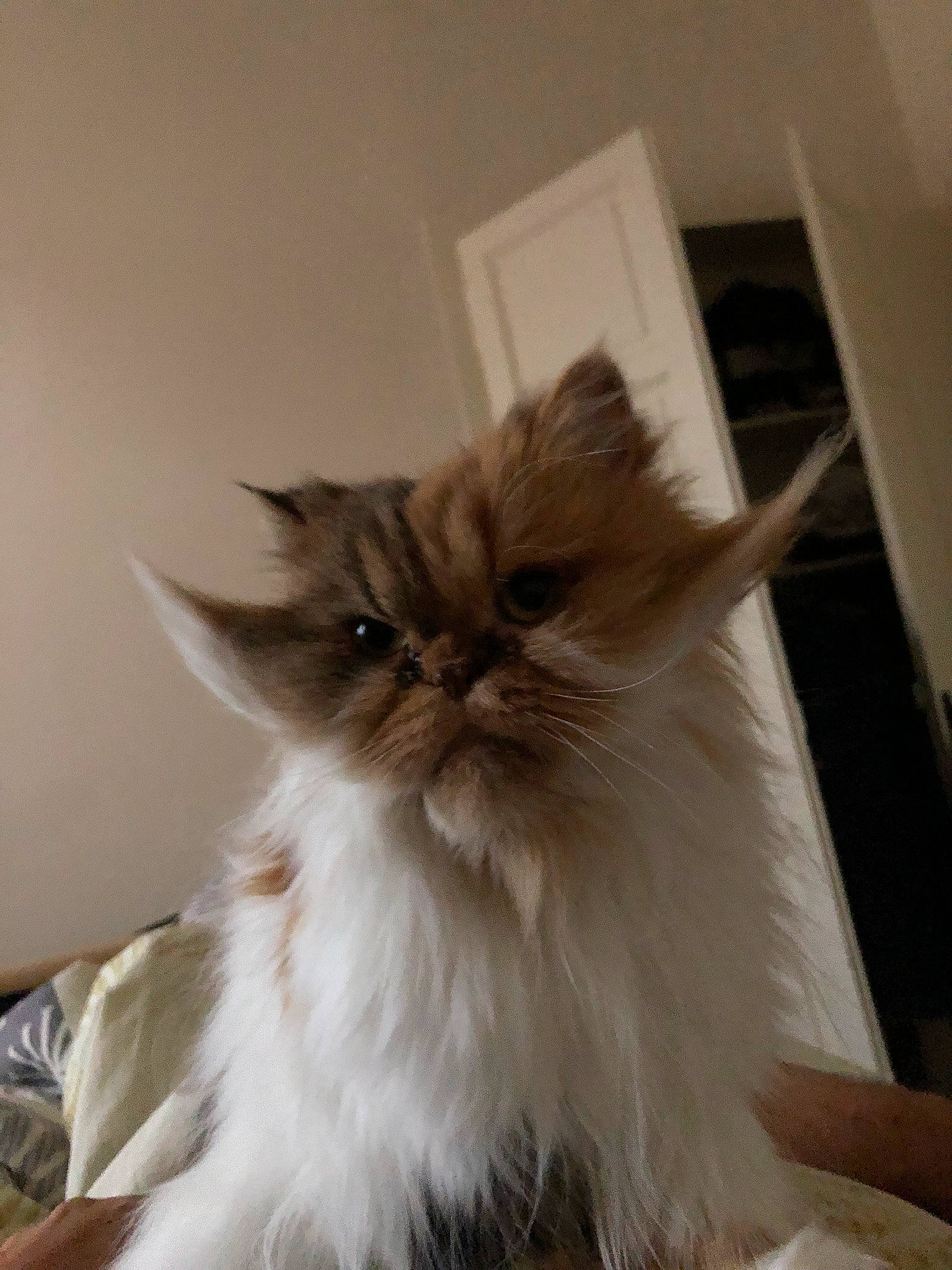 Betty a rejoint le concours — aidez-le/la à gagner de superbes lots ! british_longhair, carnivore, cat, comfort, fawn, felidae, fur, hair, hardwood, persian, room, small_to_medium_sized_cats, snout, tail, whiskers, wood