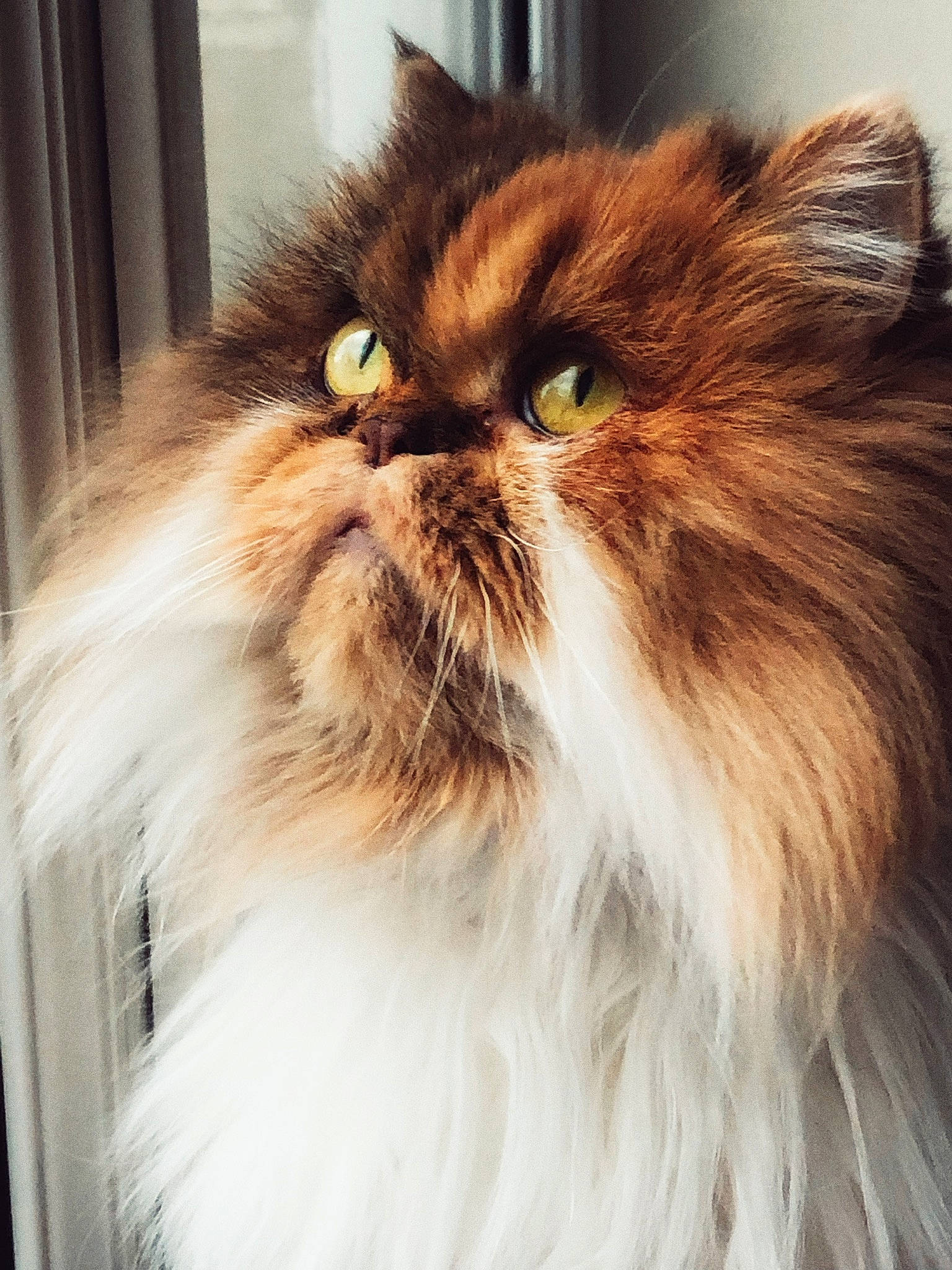 Betty a rejoint le concours — aidez-le/la à gagner de superbes lots ! british_longhair, carnivore, cat, curtain, fawn, felidae, fruit, fur, hair, head, iris, liver, persian, plant, small_to_medium_sized_cats, snout, terrestrial_animal, whiskers