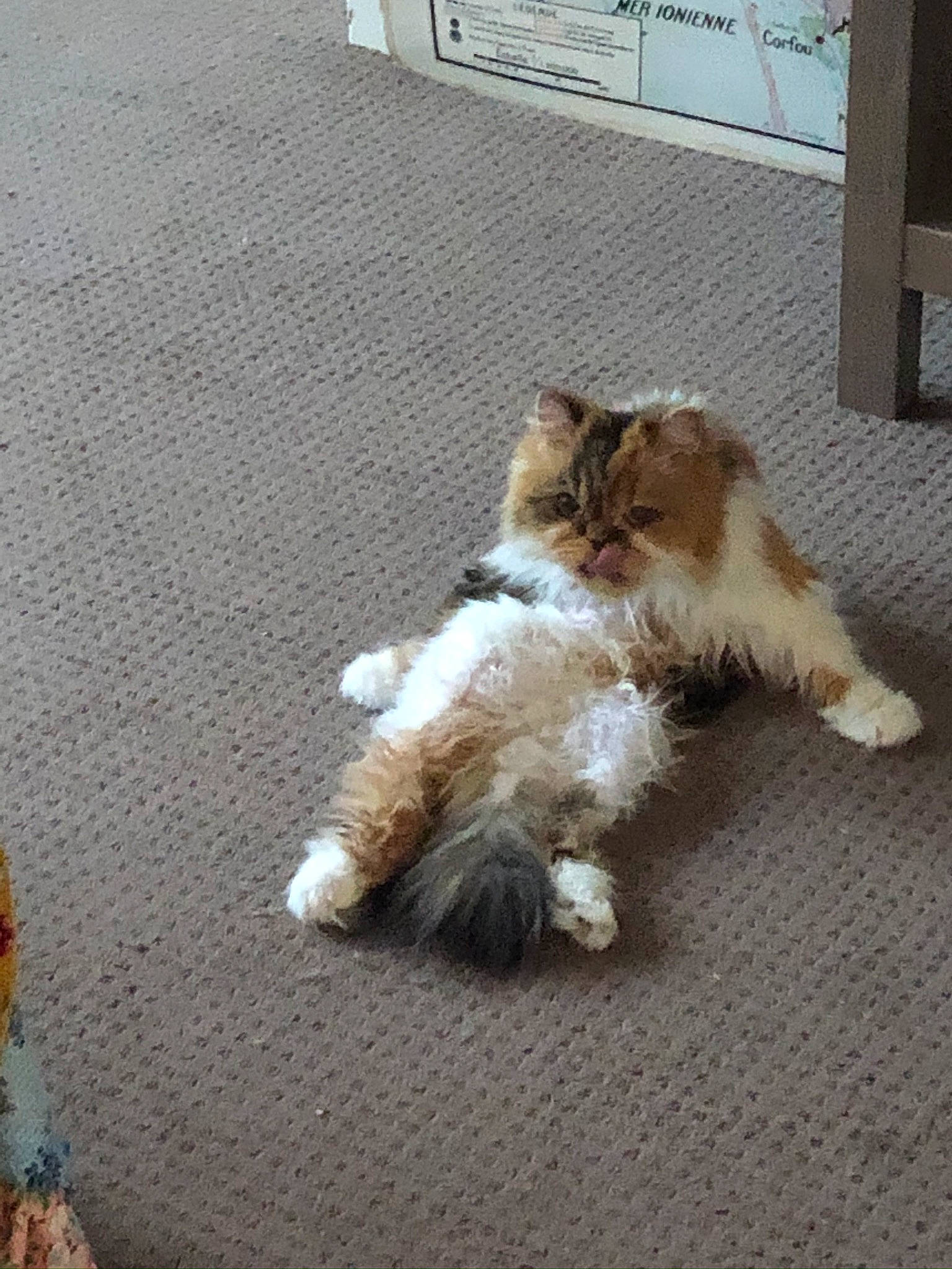 Betty participe au concours pour gagner de l'argent avec cette photo : asphalt, carnivore, cat, claw, companion_dog, dog_breed, domestic_short_haired_cat, felidae, flooring, fur, grass, road_surface, sand, sidewalk, small_to_medium_sized_cats, snout, tail, terrestrial_animal, whiskers, wood