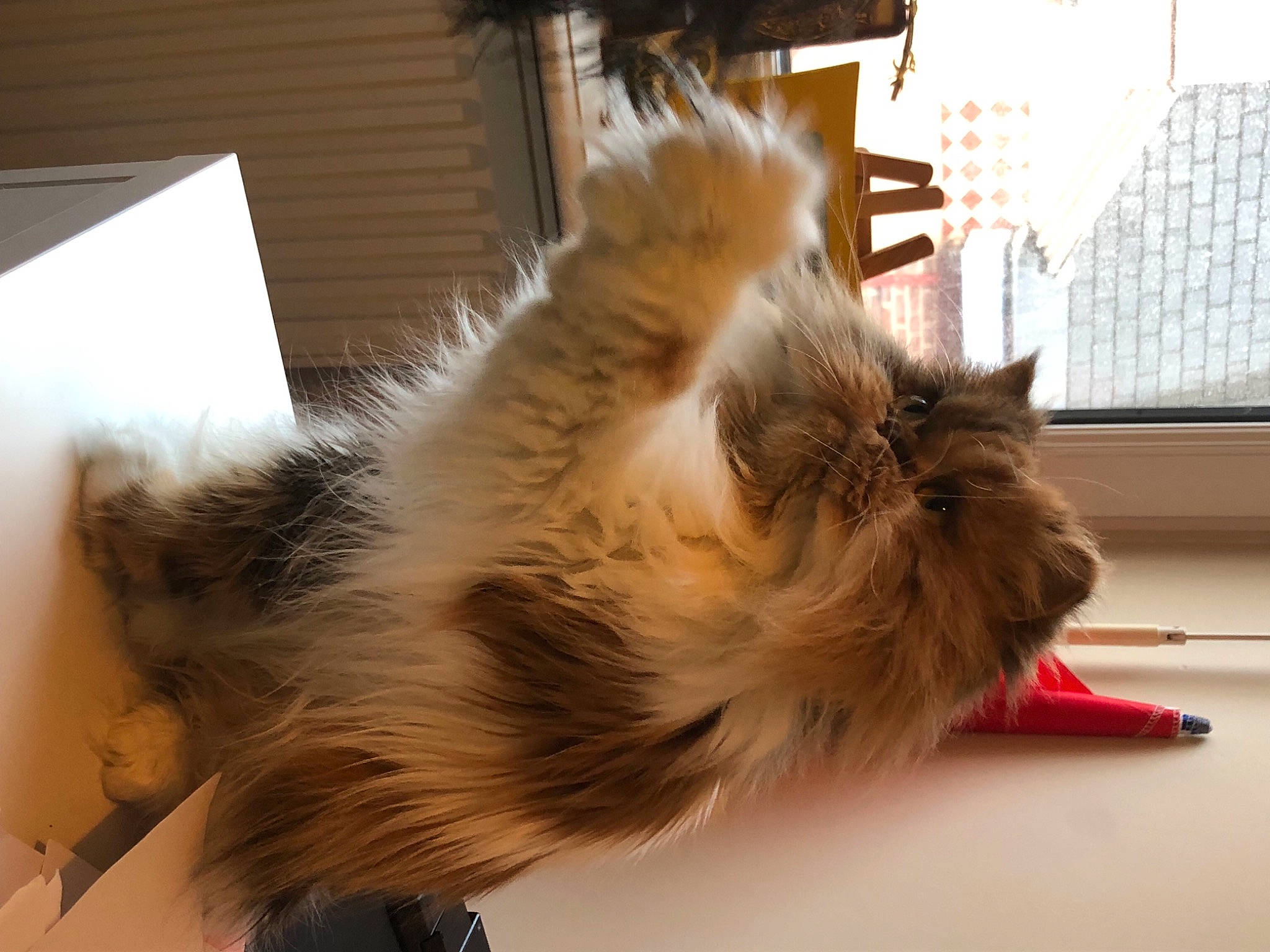 Betty participe au concours pour gagner de l'argent avec cette photo : british_longhair, canidae, carnivore, cat, claw, comfort, companion_dog, dog_breed, fawn, felidae, flooring, fur, hardwood, maine_coon, paw, small_to_medium_sized_cats, snout, tail, whiskers, wood
