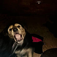 Tawa a rejoint le concours — aidez-le/la à gagner de superbes lots ! dog, blurry, dark, indoor, mouth_open, furniture, wood_floor, black_fur, brown_fur, pet, animal, motion_blur, low_light, household, canine, floor, seat, bag, metal, leash