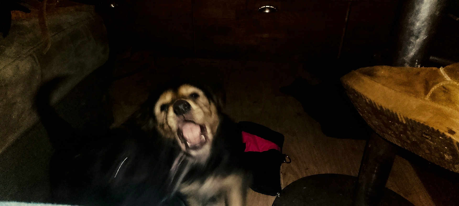 Tawa a rejoint le concours — aidez-le/la à gagner de superbes lots ! dog, blurry, dark, indoor, mouth_open, furniture, wood_floor, black_fur, brown_fur, pet, animal, motion_blur, low_light, household, canine, floor, seat, bag, metal, leash