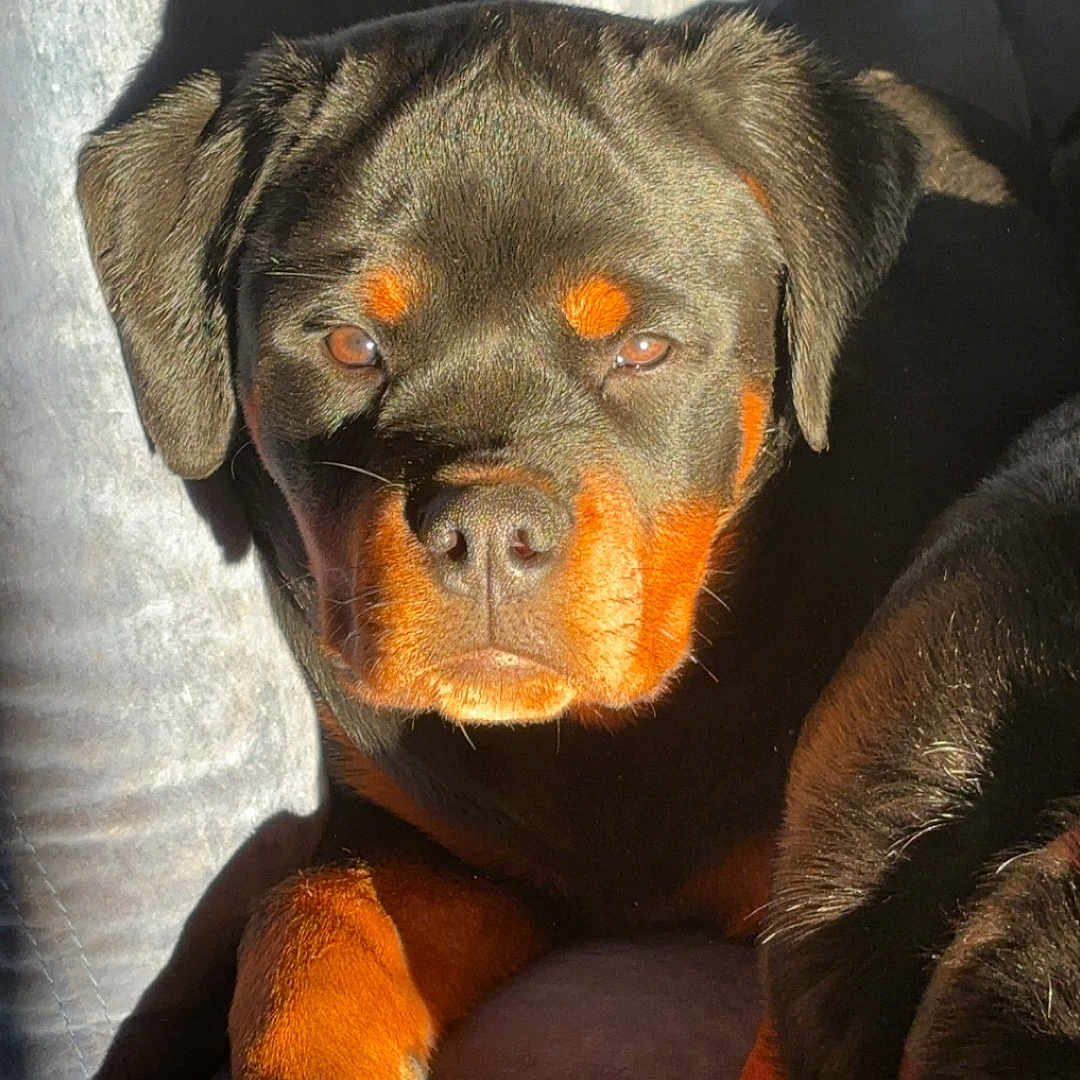 Vaiana a rejoint le concours — aidez-le/la à gagner de superbes lots ! animal, black_and_tan, canine, closeup, cozy, cute, dog, face, fur, indoor, mammal, paw, pet, portrait, puppy, relaxing, rottweiler, sleepy, sunlight, young