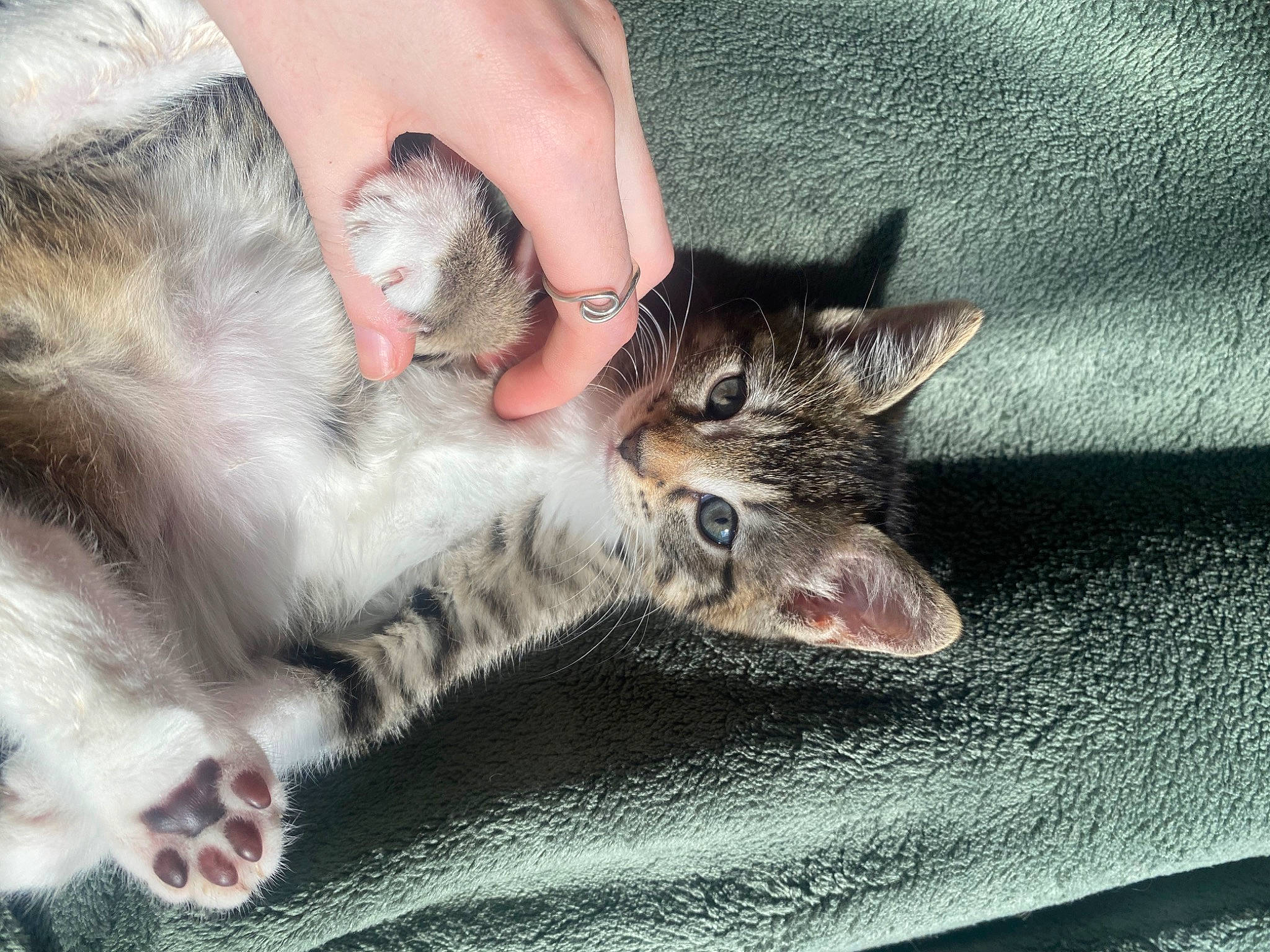 Maisy is registered to the contest to win money with this photo: carnivore, cat, claw, comfort, domestic_short_haired_cat, felidae, foot, fur, gesture, nail, paw, small_to_medium_sized_cats, snout, whiskers