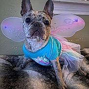 Dezi Sunshine is registered to the contest to win money with this photo: dog, brindle, costume, fairy_wings, tutu, blue_shirt, pet, indoor, blanket, cute, small_dog, animal, portrait, sitting, ears, face, furry, home, decor, resting
